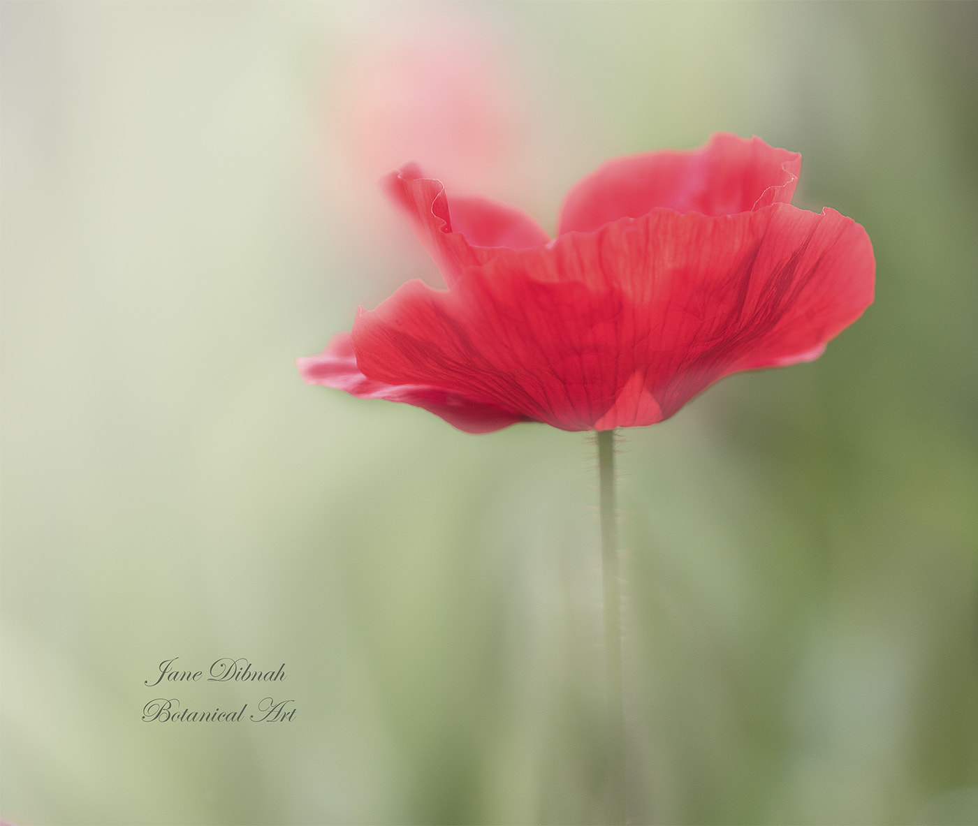 Canon EF 180mm F3.5L Macro USM sample photo. Poppy photography