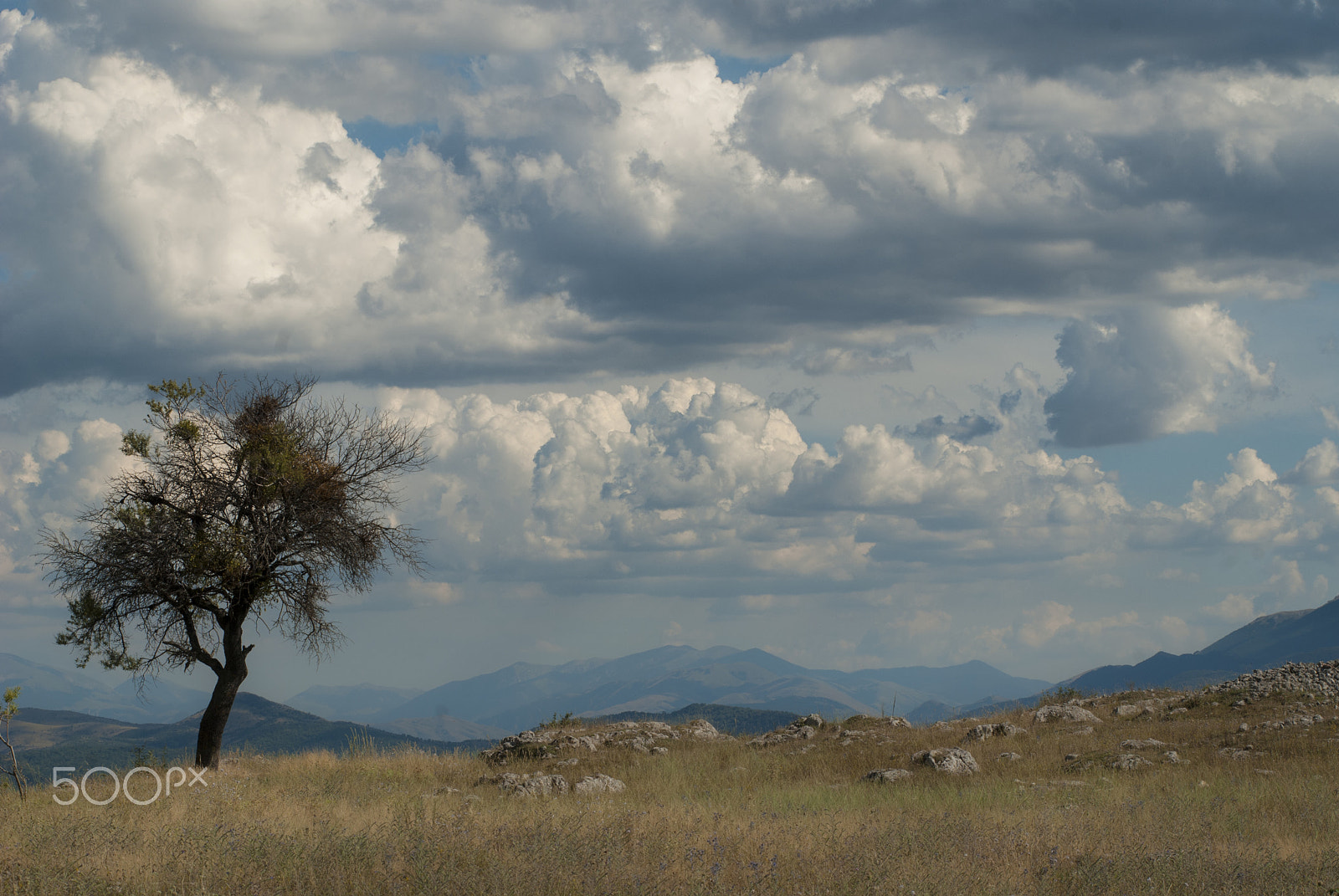 AF Zoom-Nikkor 80-200mm f/2.8 ED sample photo. Into the wild photography