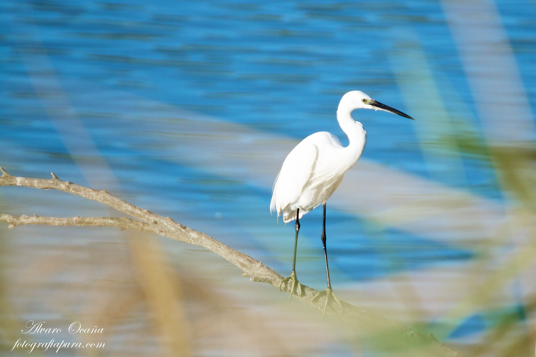 Canon EOS 500D (EOS Rebel T1i / EOS Kiss X3) sample photo. Little egret in tarelo's lagoon photography