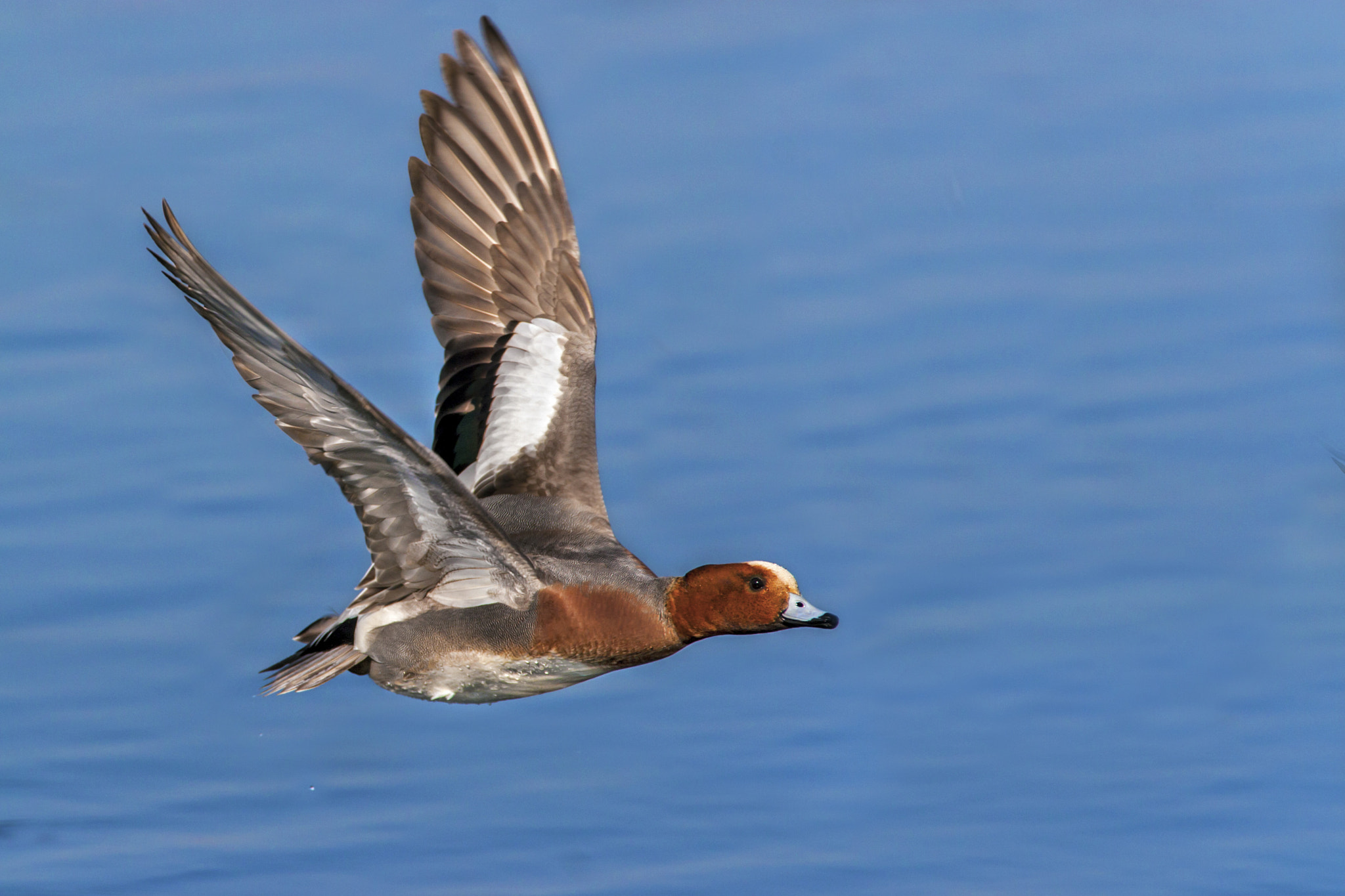 Canon EF 300mm f/2.8L + 1.4x sample photo. Widgeon photography