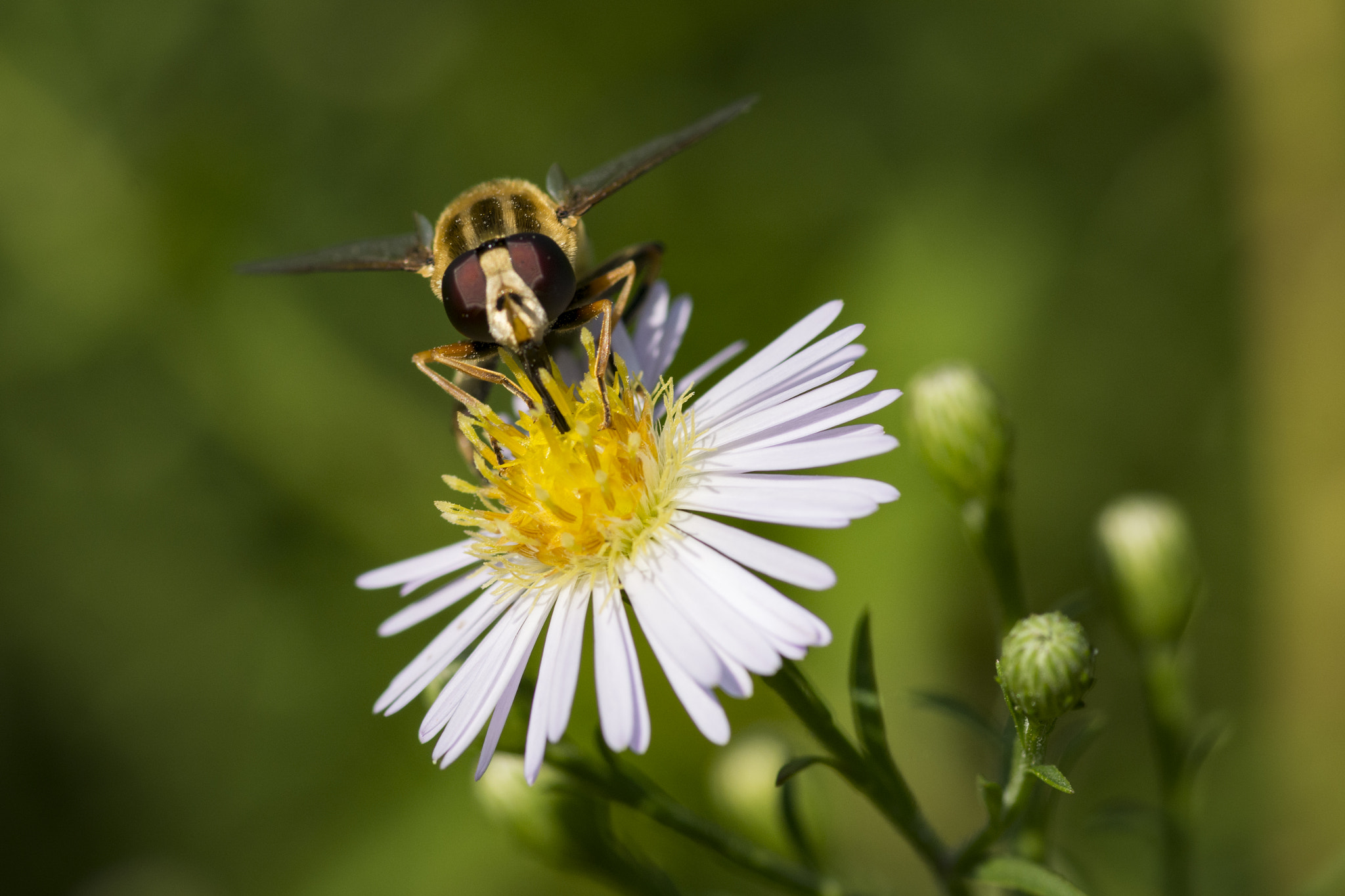 Nikon D7100 + Tokina AT-X Pro 100mm F2.8 Macro sample photo. Hoverfly photography