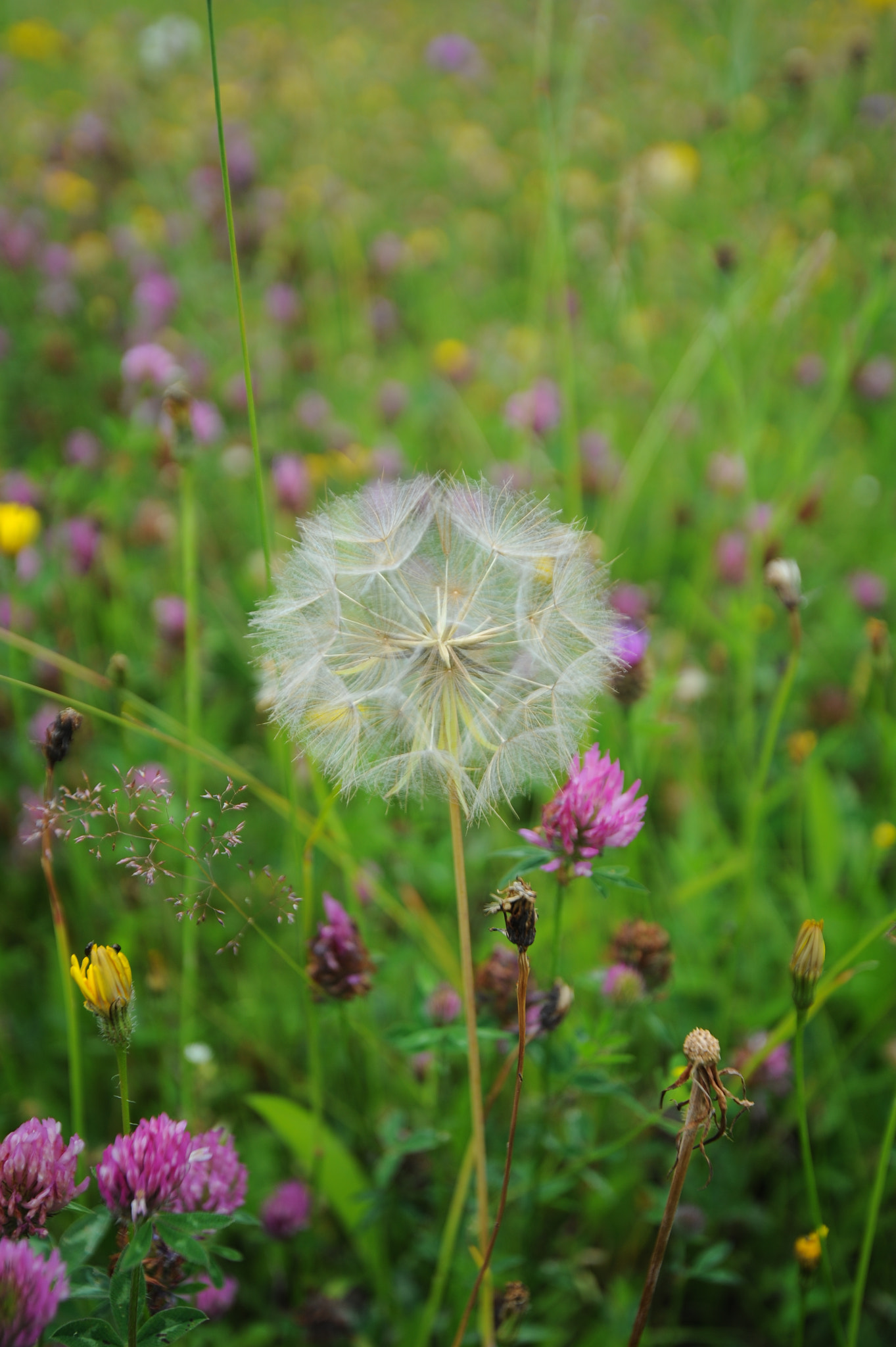 Nikon D3 sample photo. Flora soft bokeh photography