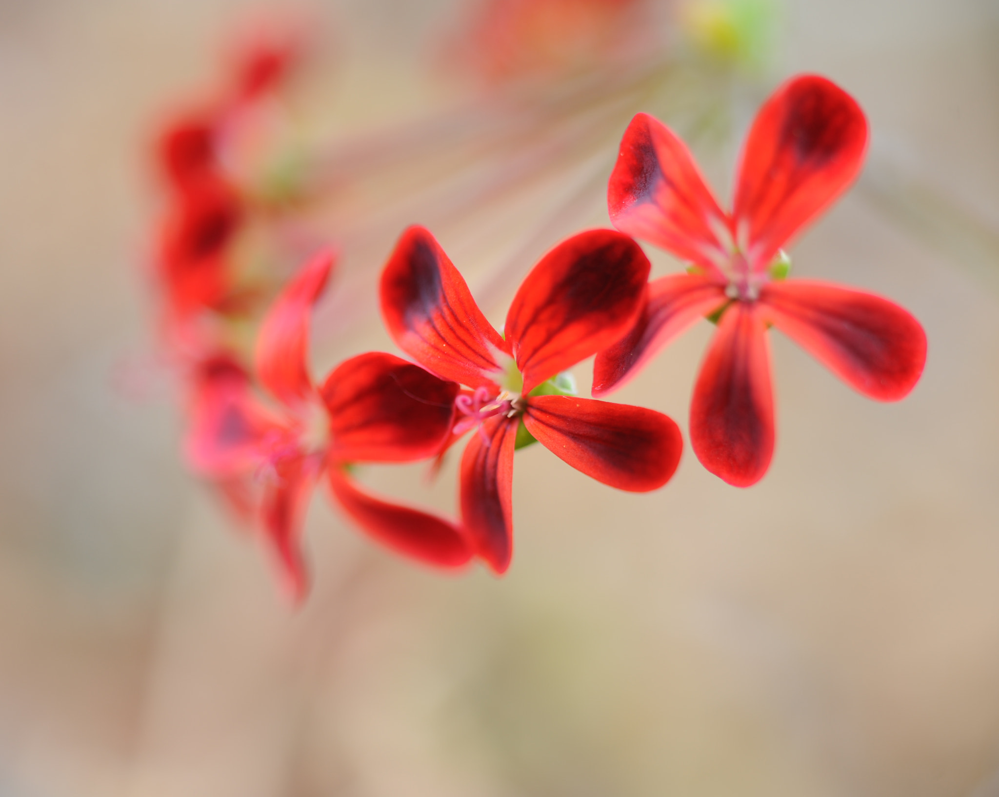 Nikon D3 + Manual Lens No CPU sample photo. Flora soft bokeh photography