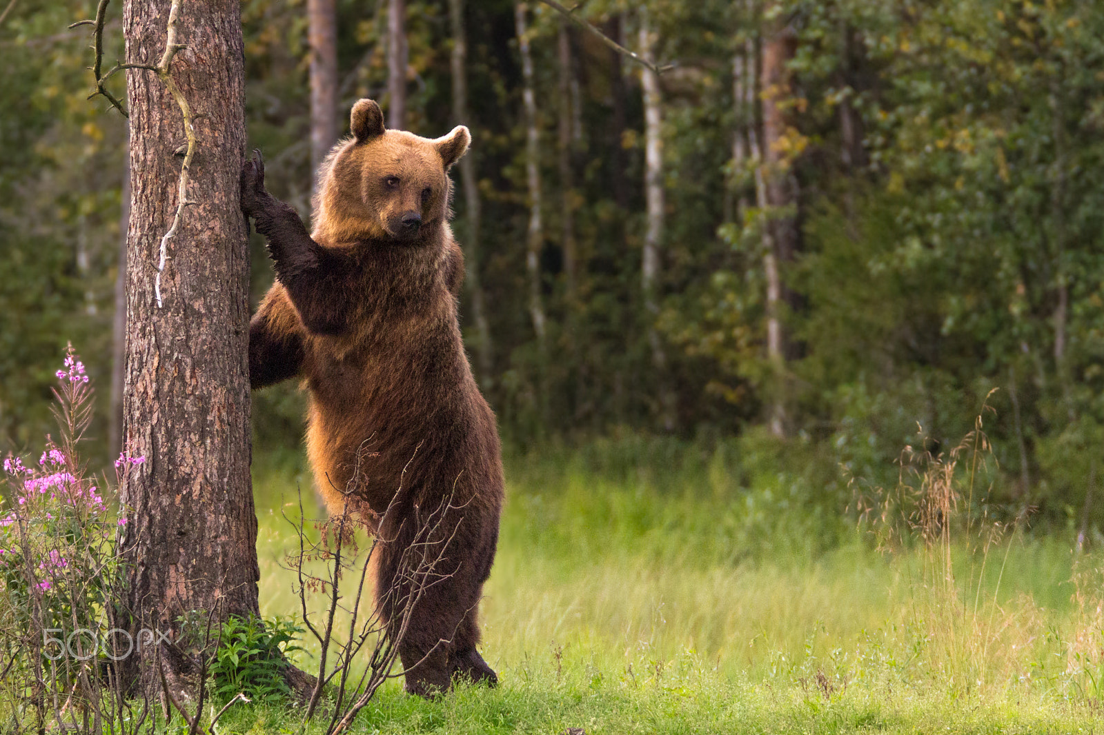 150-600mm F5-6.3 DG OS HSM | Sports 014 sample photo. Standing mother bear photography
