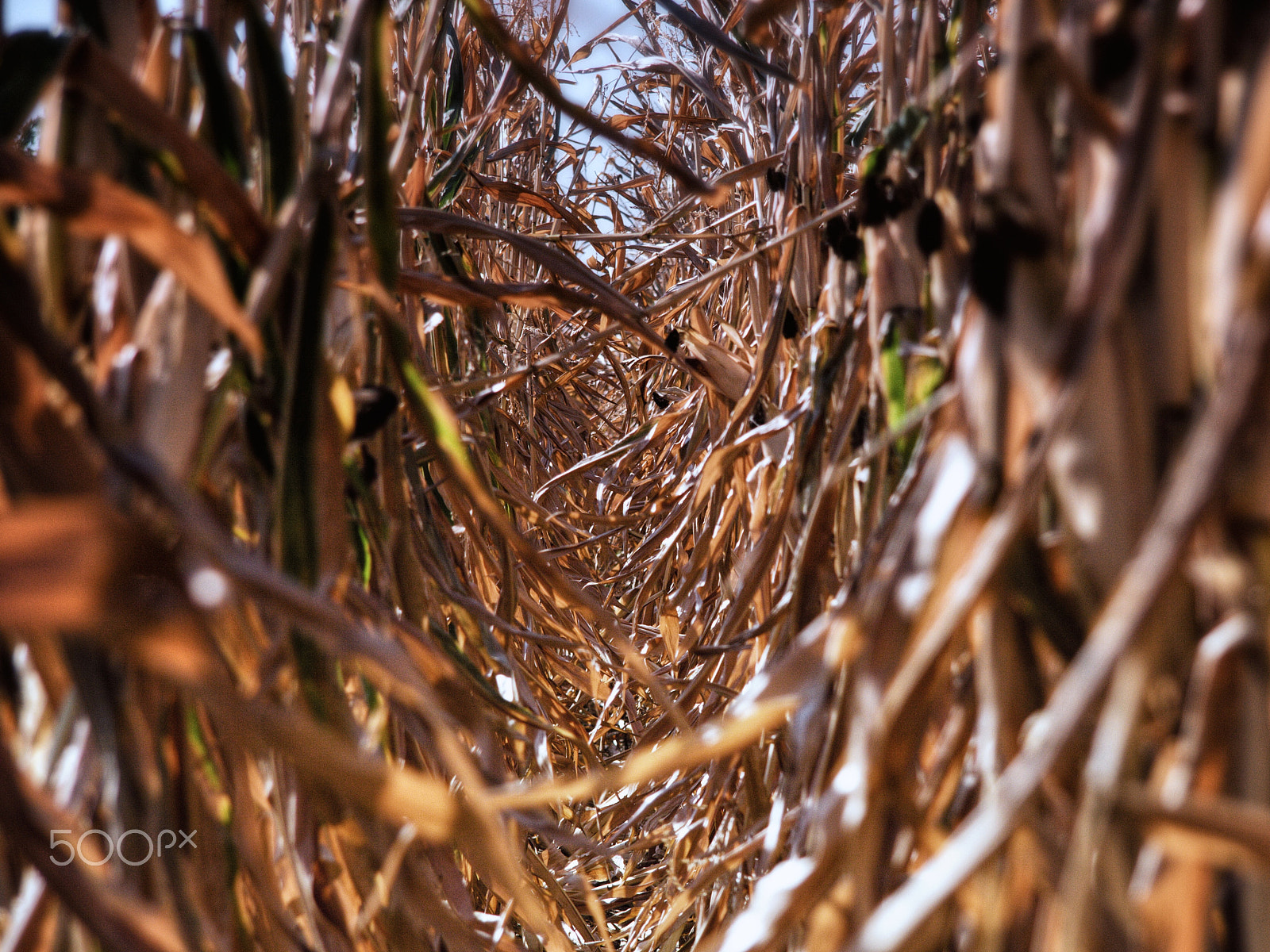 Canon EOS 400D (EOS Digital Rebel XTi / EOS Kiss Digital X) sample photo. Corn field... photography