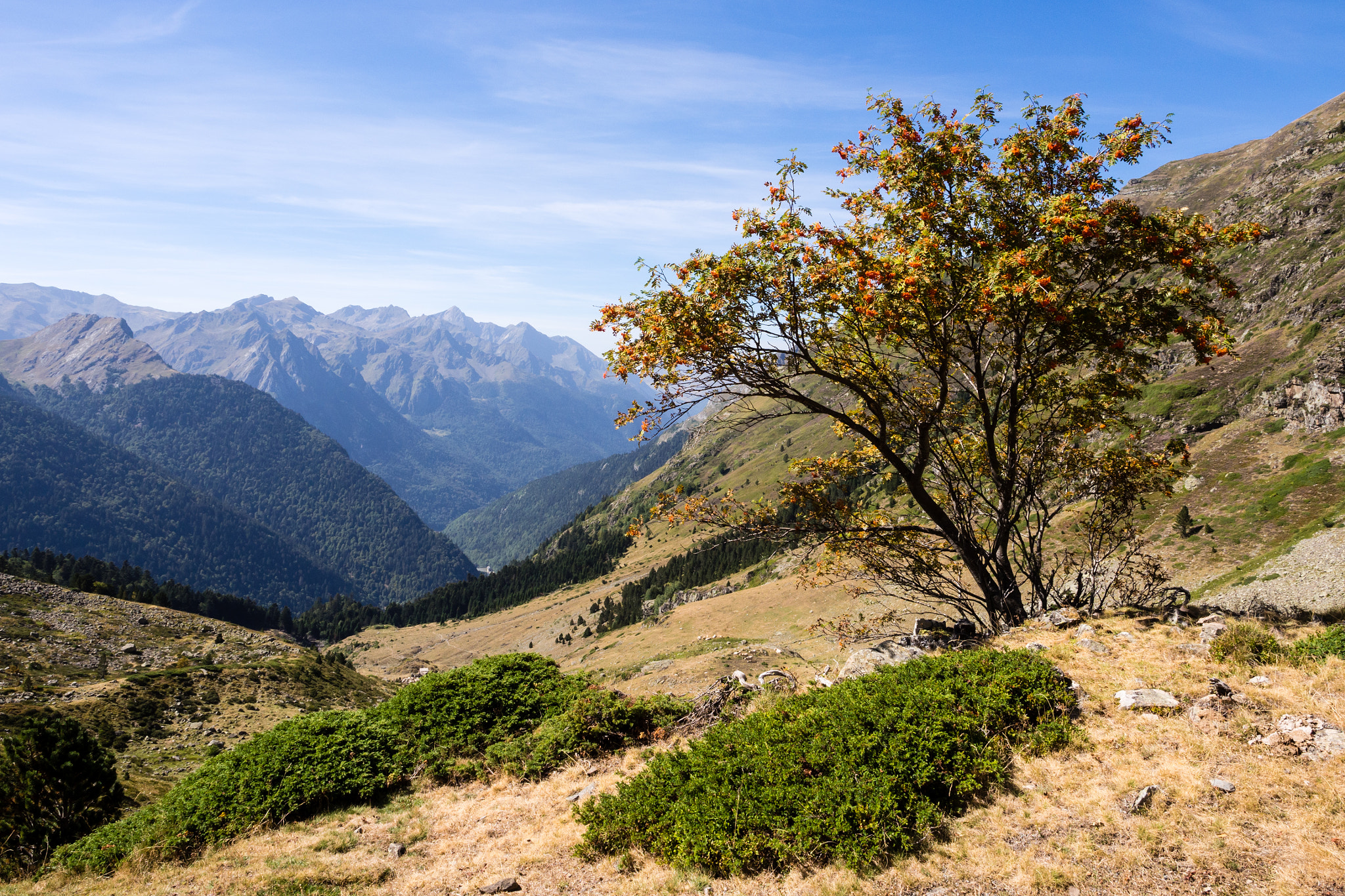 Olympus PEN E-PL5 sample photo. Lonely tree photography