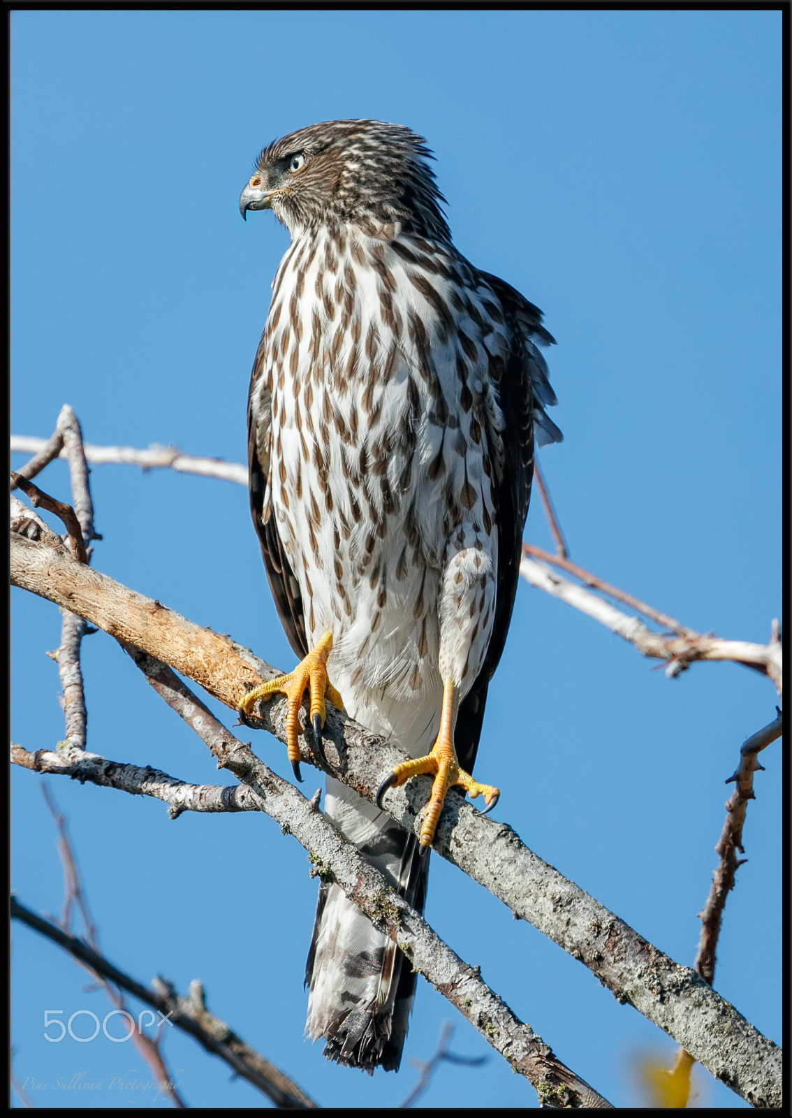 Canon EF 400mm F4 DO IS II USM sample photo. Cooper's hawk photography