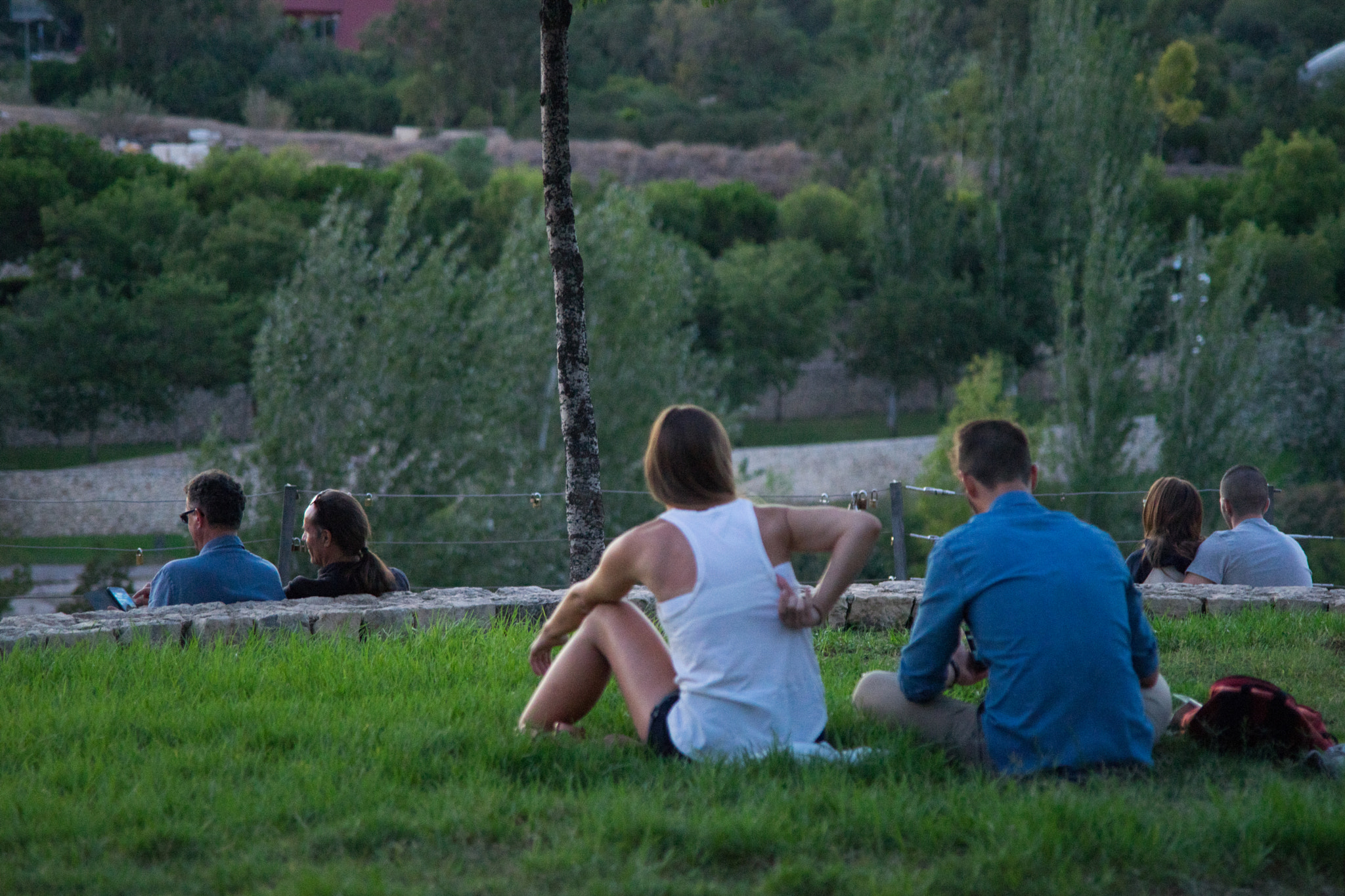 Sigma ZOOM-alpha 35-135mm F3.5-4.5 sample photo. An evening on the grass photography