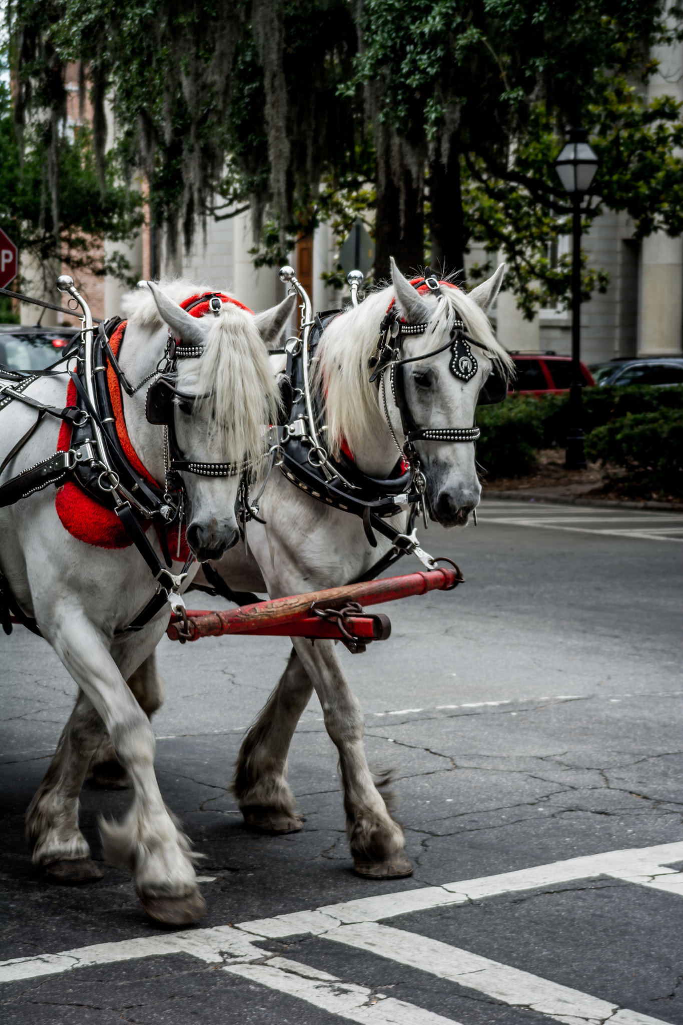 Nikon D7100 + Sigma 28-200mm F3.5-5.6 Compact Aspherical Hyperzoom Macro sample photo. Horse drawn carriage photography