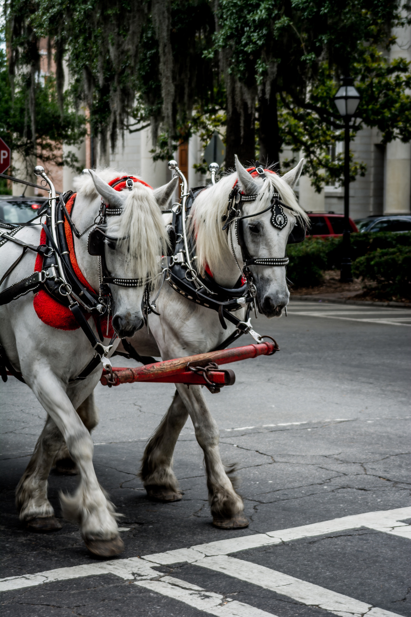 Sigma 28-200mm F3.5-5.6 Compact Aspherical Hyperzoom Macro sample photo. Horse drawn carriage photography