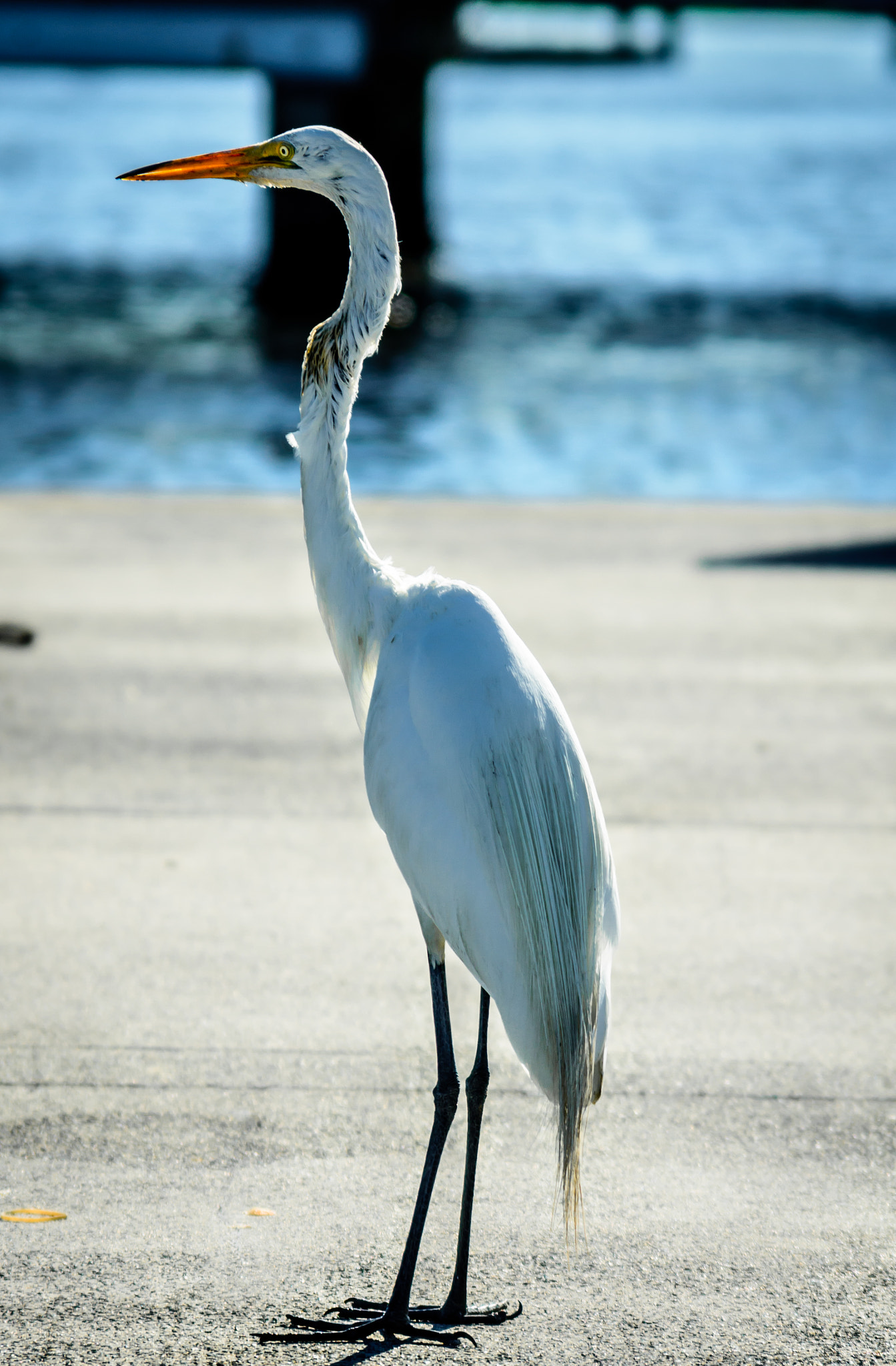 Sigma 28-200mm F3.5-5.6 Compact Aspherical Hyperzoom Macro sample photo. Waiting on the right offer photography