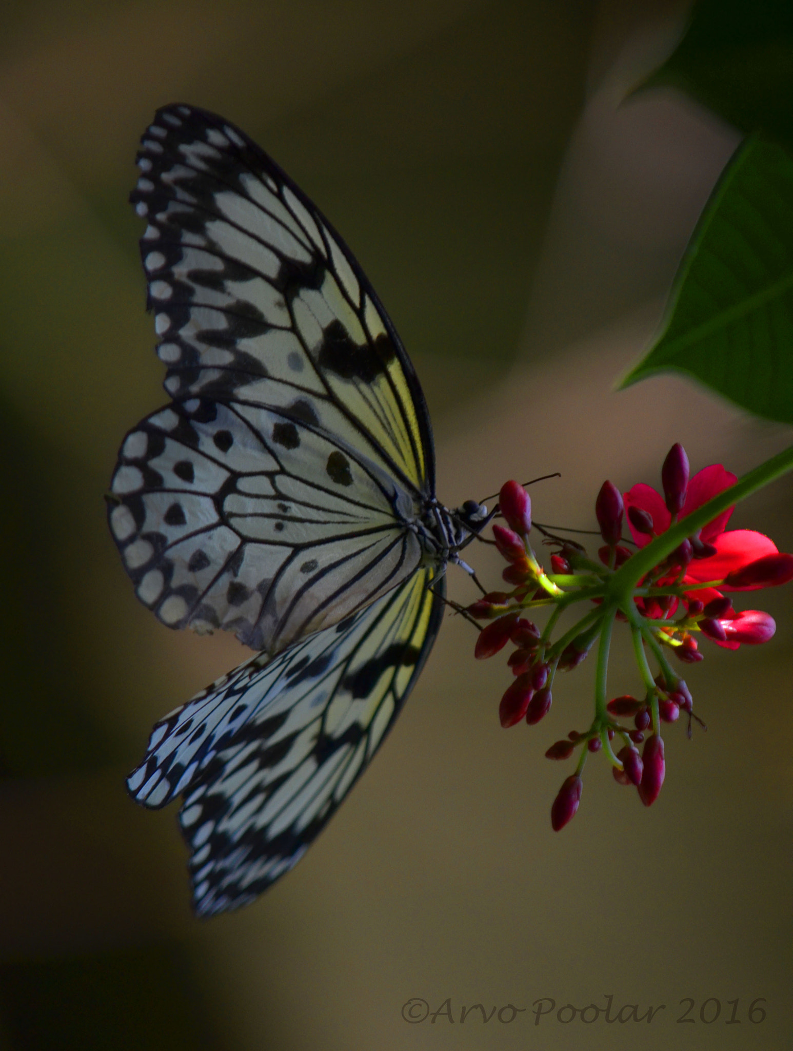 AF Nikkor 24mm f/2.8 sample photo. Paper kite butterfly photography