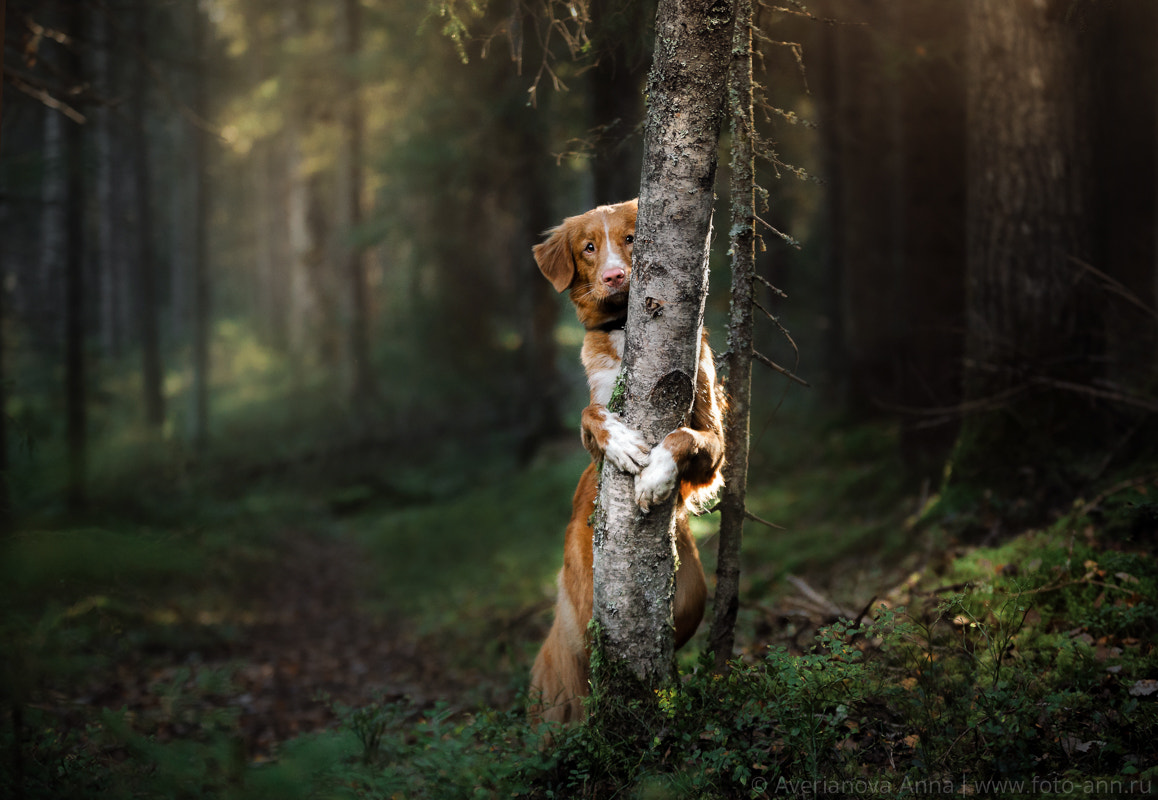 Sigma 70-200mm F2.8 EX DG OS HSM sample photo. In the fairy forest photography
