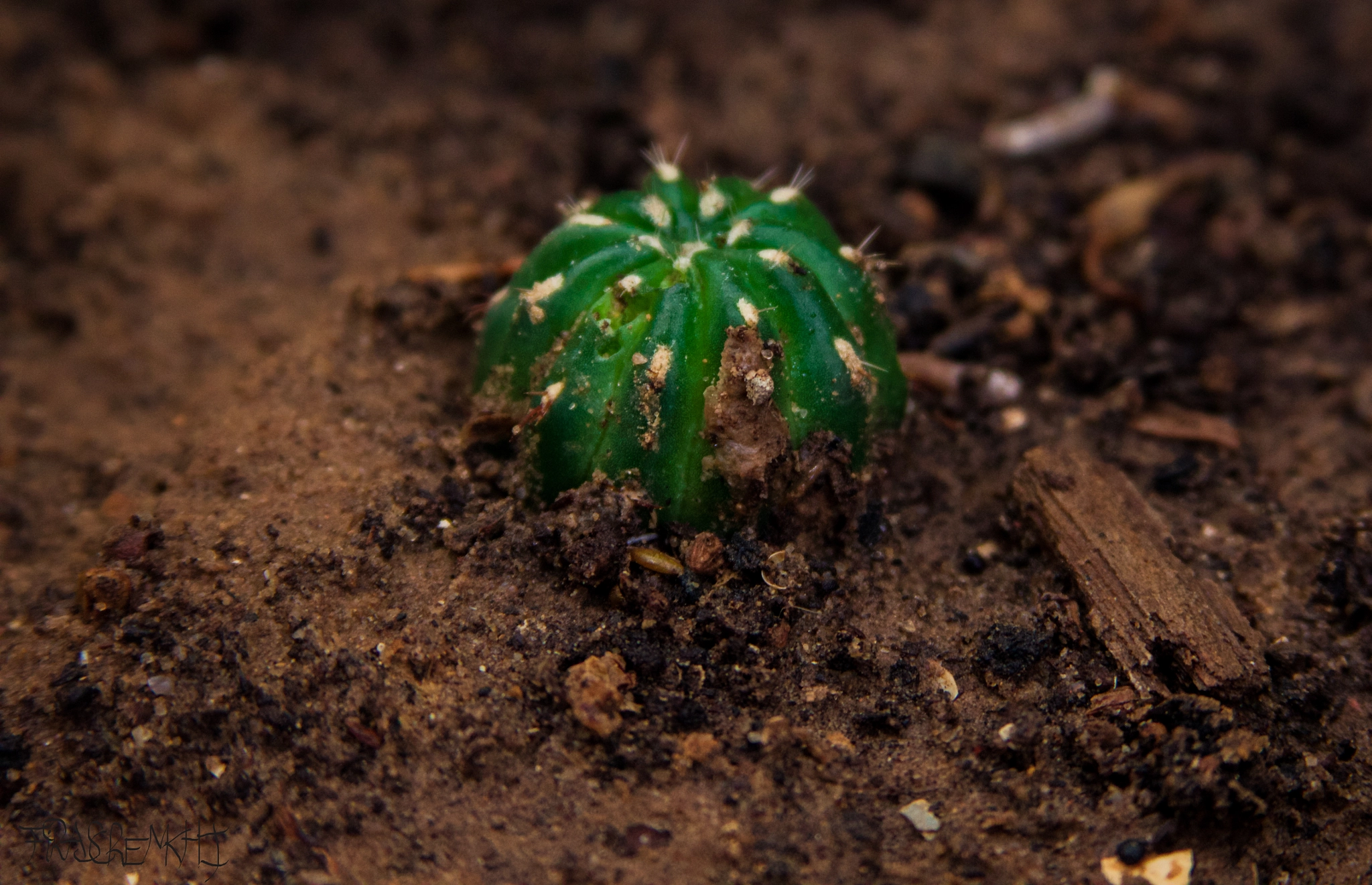 Canon EF 28-135mm F3.5-5.6 IS USM sample photo. Little cactus photography