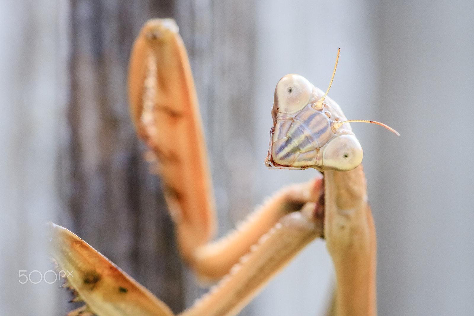 Canon EF 100mm F2.8 Macro USM sample photo. Well hello! photography