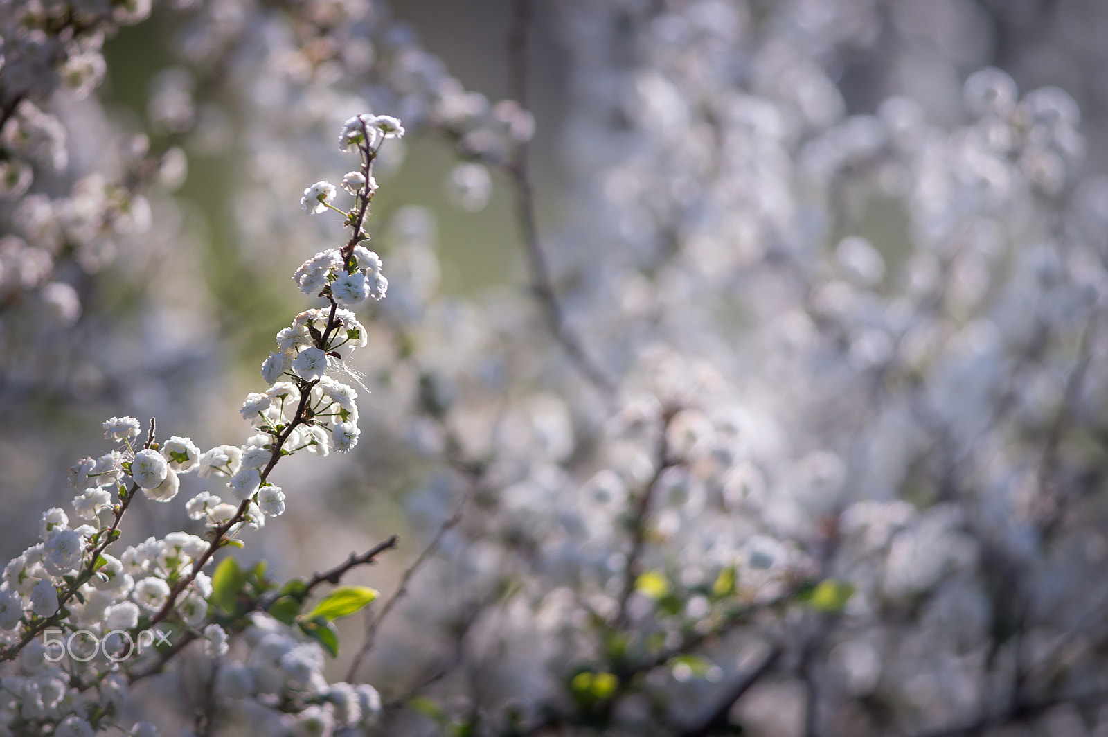 Nikon D3200 + Nikon AF-S Nikkor 300mm F4D ED-IF sample photo. White growth photography