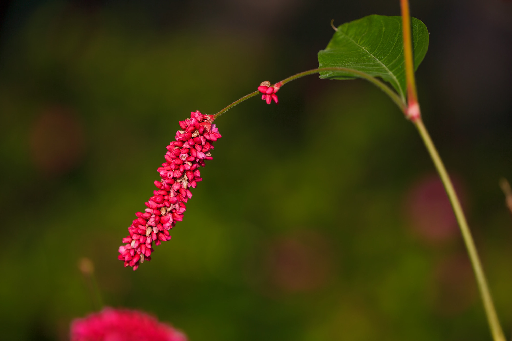 Canon EF 180mm F3.5L Macro USM sample photo