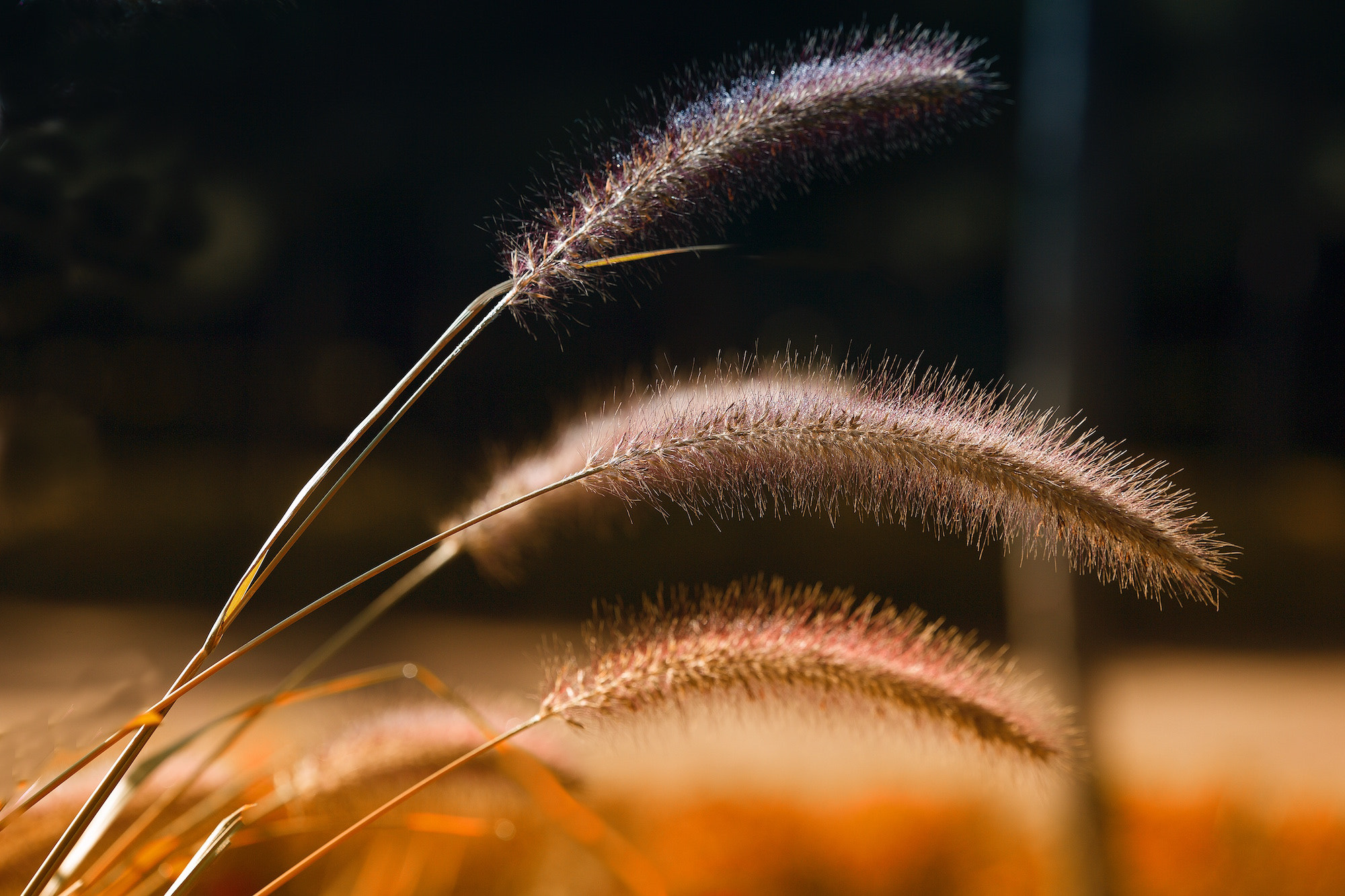 Canon EF 180mm F3.5L Macro USM sample photo