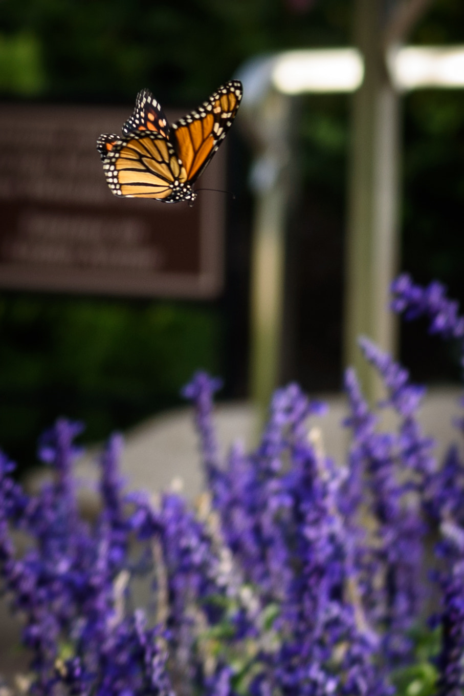 Nikon D750 + AF Micro-Nikkor 105mm f/2.8 sample photo. Monarch morning photography
