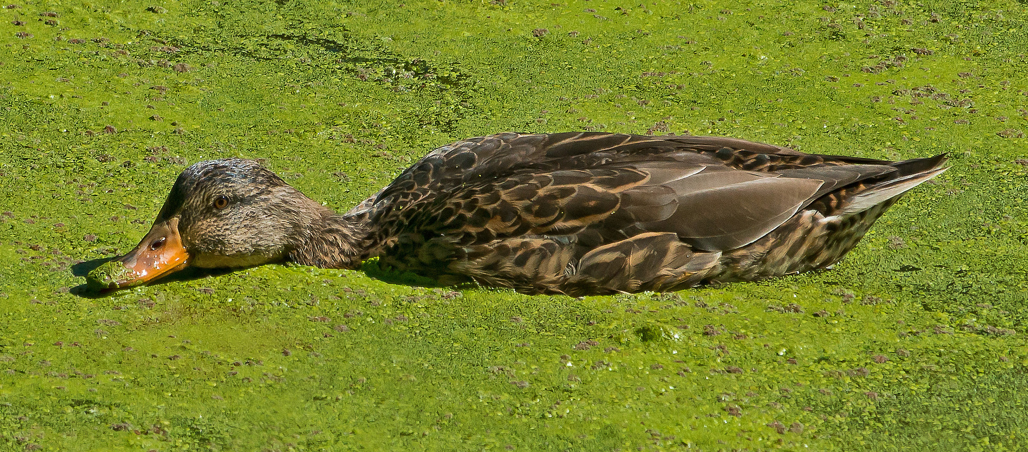 Nikon D800 + Nikon AF-S Nikkor 300mm F4D ED-IF sample photo. A duck in muck photography