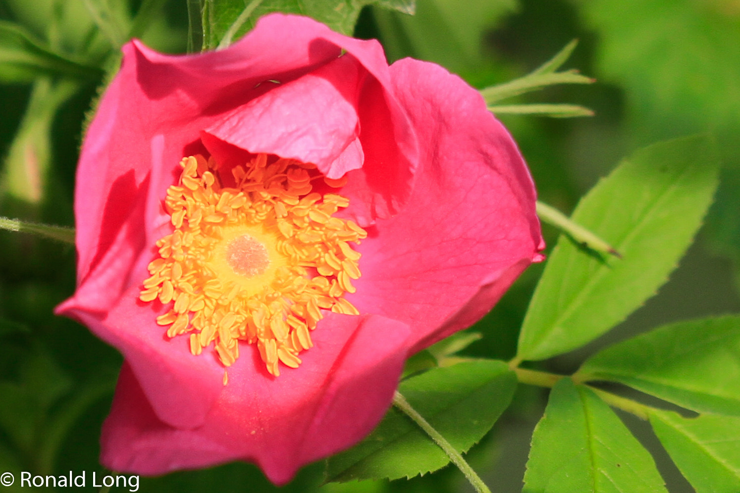Canon EF 180mm F3.5L Macro USM sample photo. Wild rose photography