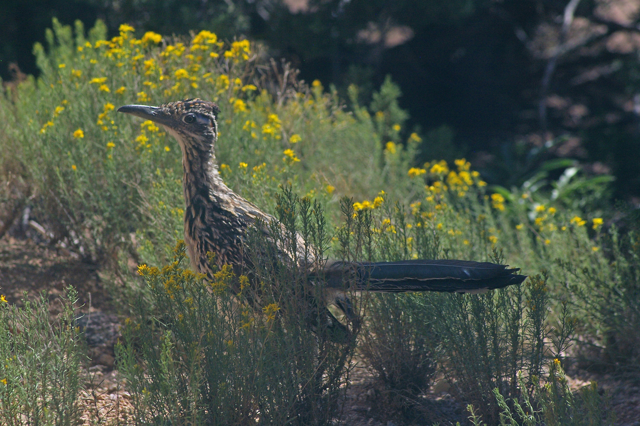 Pentax *ist DL sample photo. Roadrunner moves through the grass photography