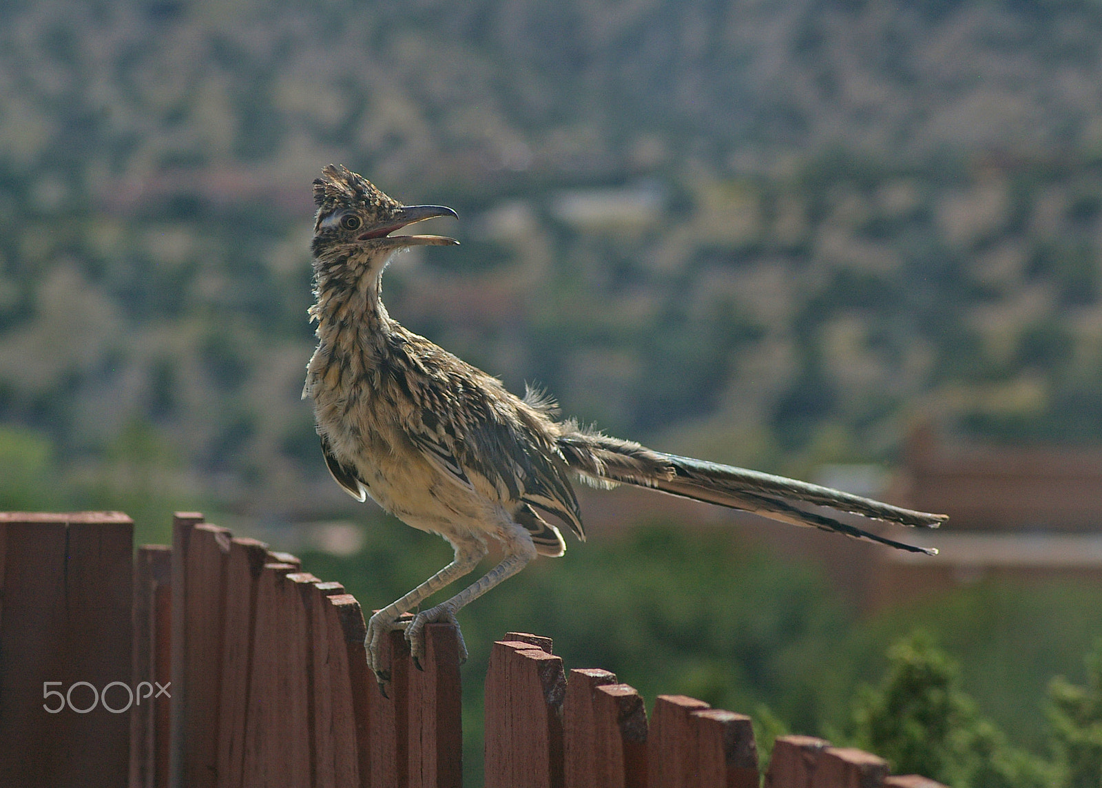 Pentax *ist DL sample photo. Roadrunner on fence photography