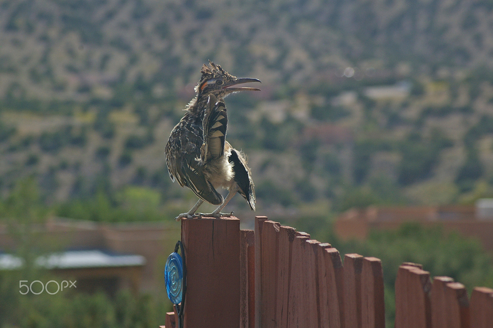 Pentax *ist DL sample photo. Roadrunner about to take off again photography