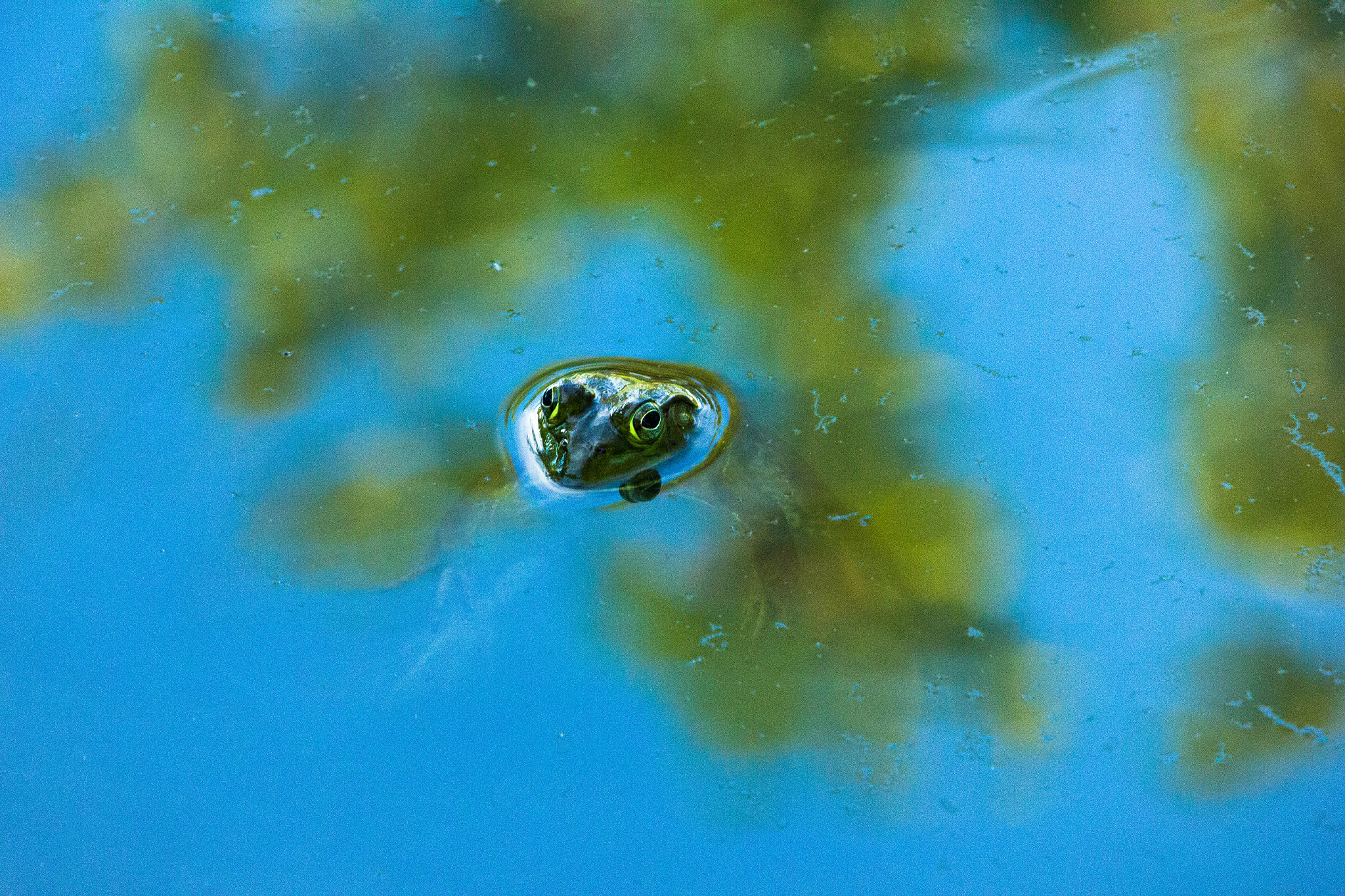 Canon EF-S 55-250mm F4-5.6 IS STM sample photo. Edit photography