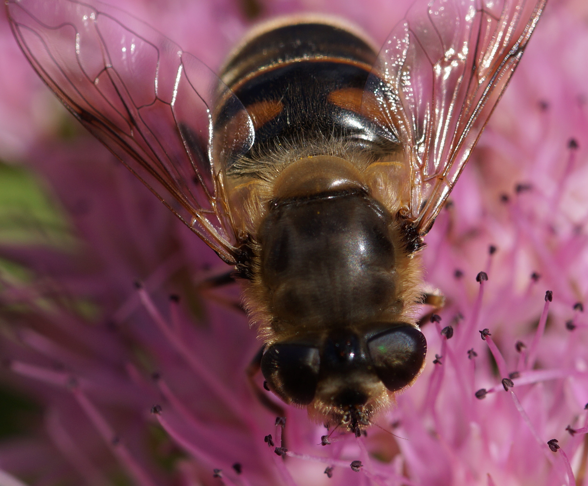 Sony SLT-A58 + 90mm F2.8 Macro SSM sample photo. Dsc photography