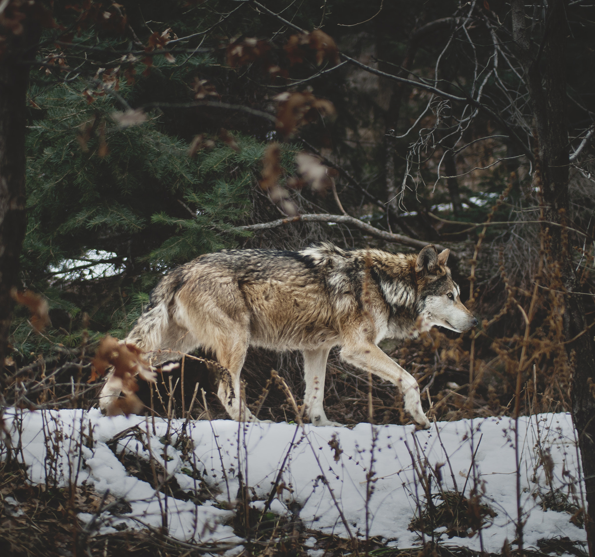Sigma 30mm F1.4 EX DC HSM sample photo. Lone wolf photography