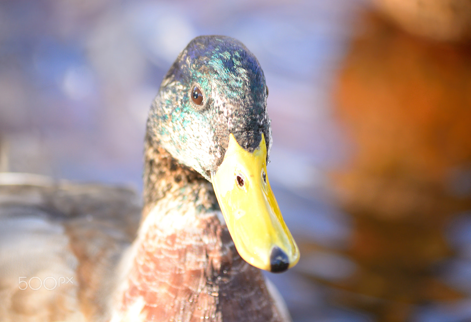 Sigma 70-300mm F4-5.6 APO DG Macro sample photo. Portrait of duck. photography