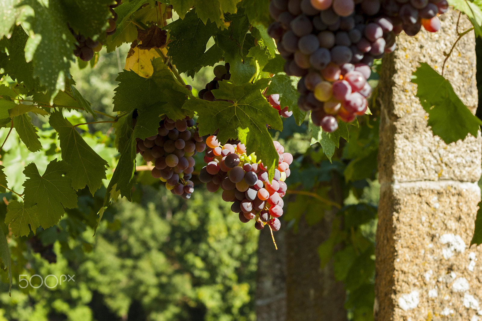 Canon EOS 40D + Canon EF 50mm F1.4 USM sample photo. Mateus house - vineyard photography