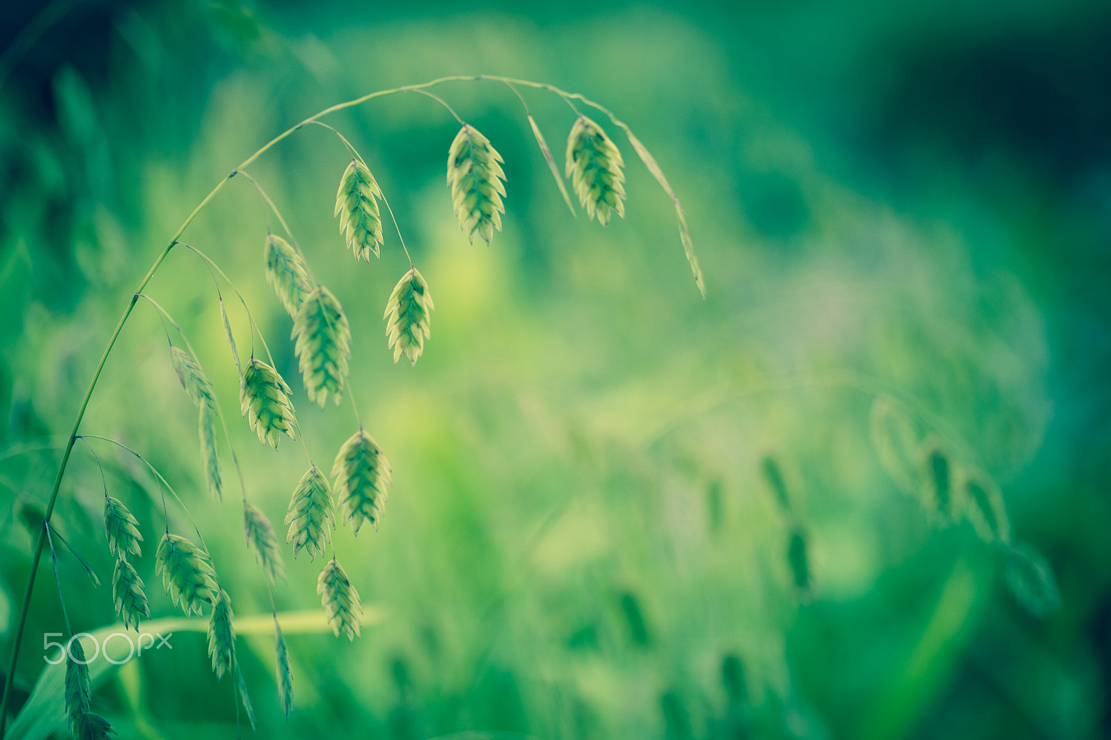 Nikon Df sample photo. Garden photography