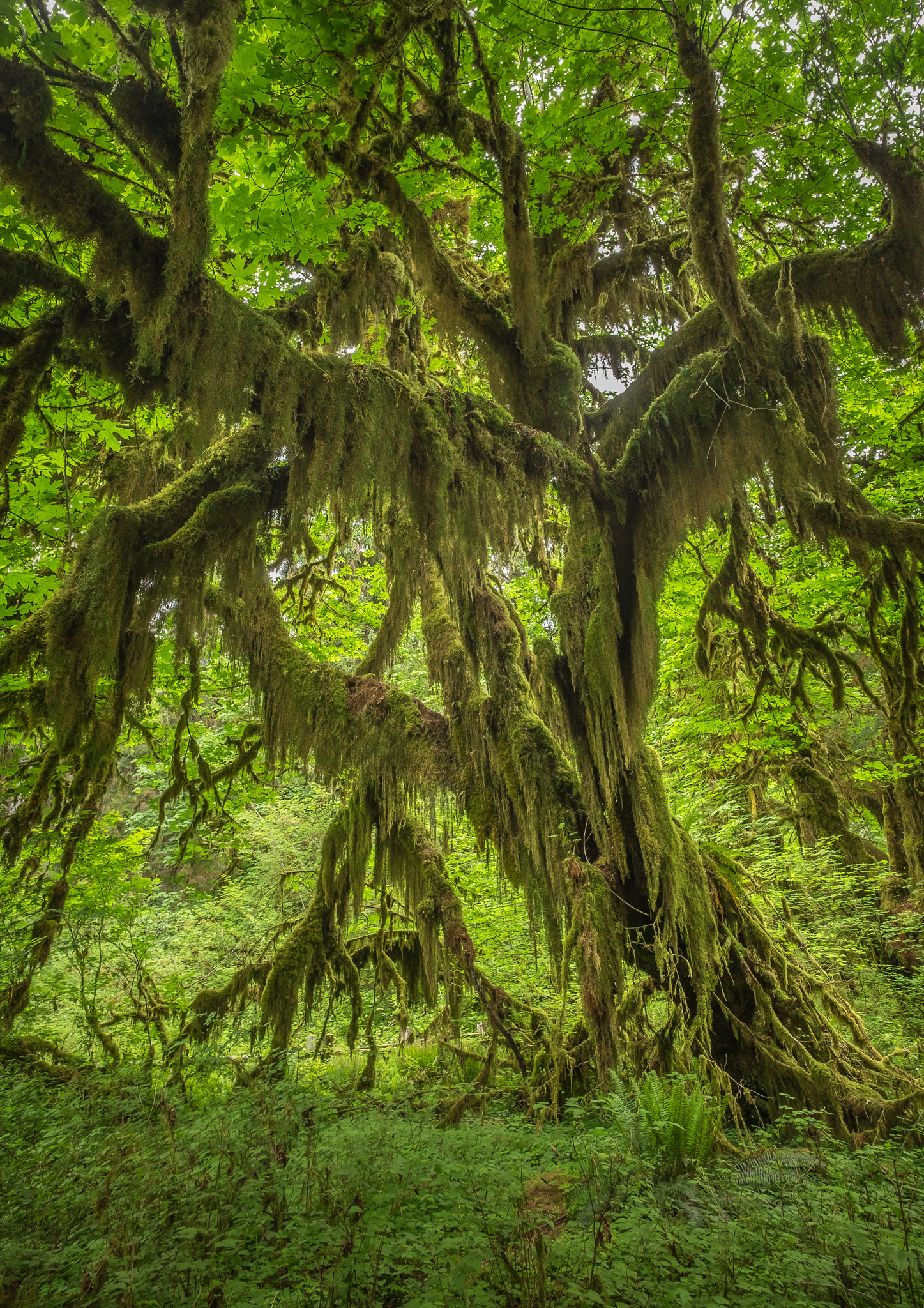 Fujifilm X-T1 + ZEISS Touit 12mm F2.8 sample photo. Hoh rain forest giant maple photography
