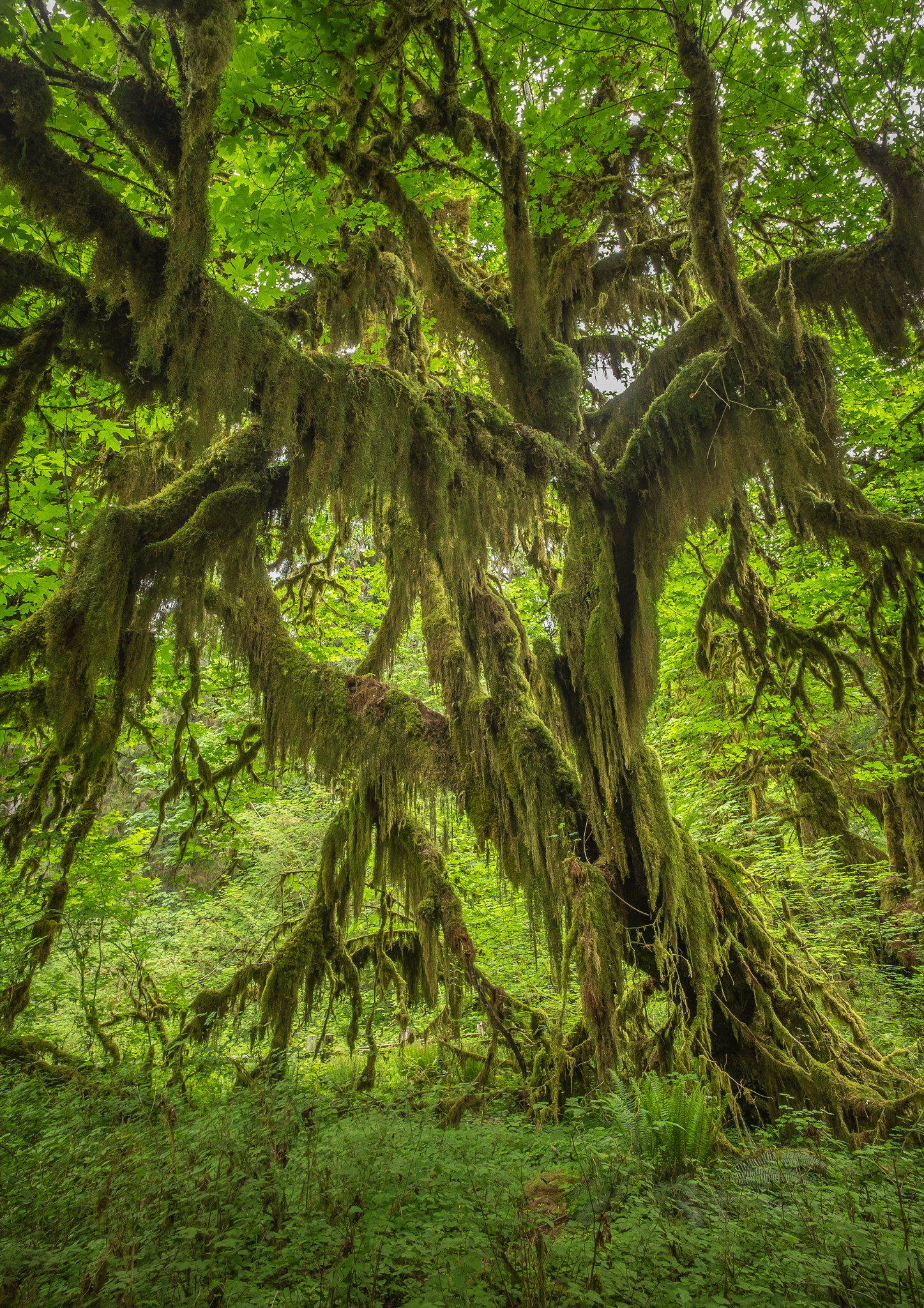 ZEISS Touit 12mm F2.8 sample photo. Hoh rain forest giant maple photography