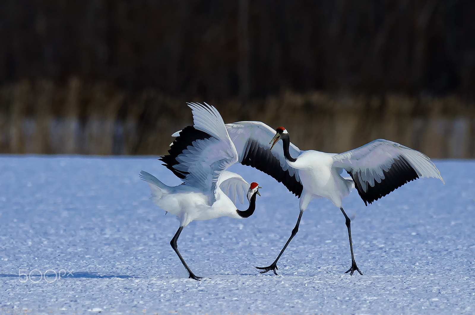 Nikon AF-S Nikkor 400mm F2.8G ED VR II sample photo. Tantyou photography