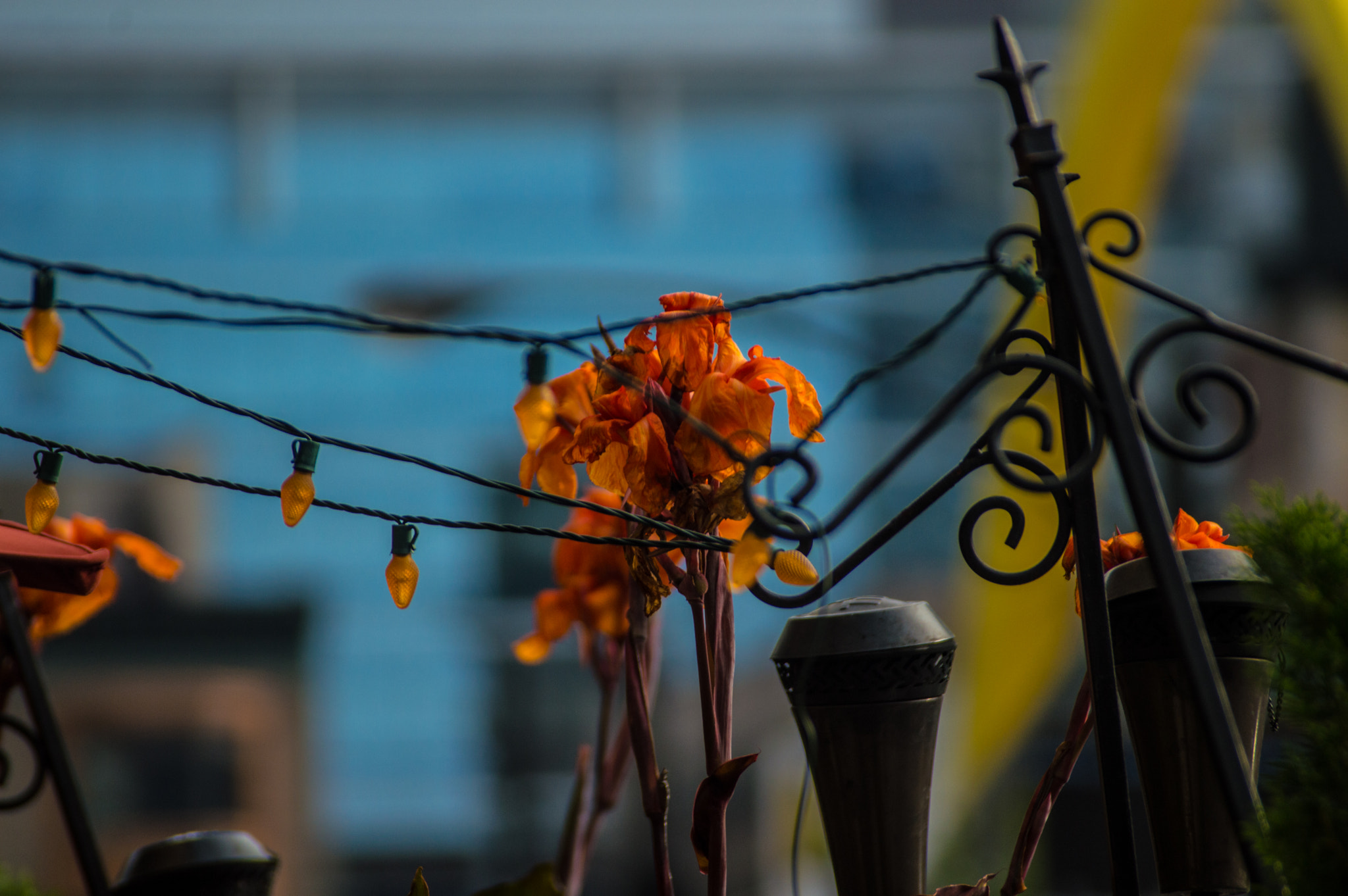Sigma 70-300mm F4-5.6 DG Macro sample photo. Flowers on the street photography
