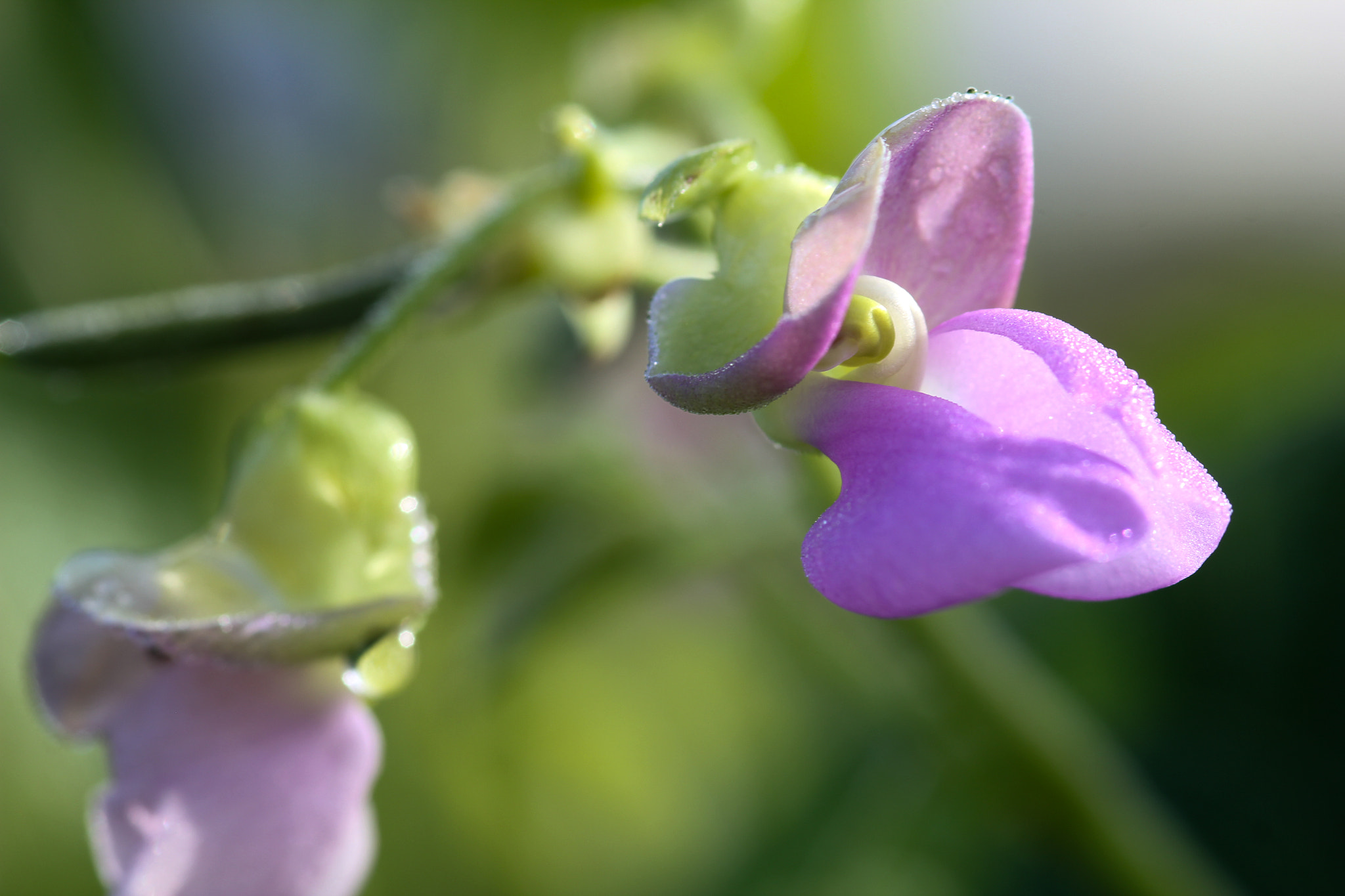 Canon EOS 60D + Sigma 105mm F2.8 EX DG Macro sample photo. String bean blossom - fleur de haricot photography