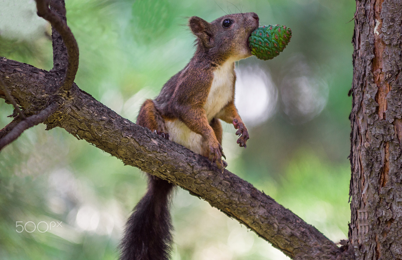AF-S Zoom-Nikkor 80-200mm f/2.8D IF-ED sample photo. Squirrel photography