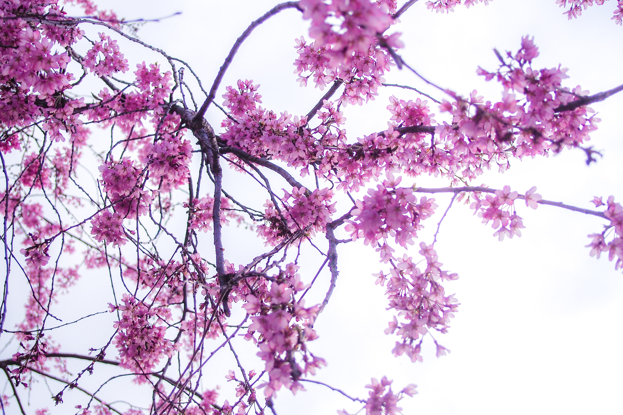 Olympus PEN E-PL6 sample photo. Cherry blossom from my daughter's viewpoint. photography