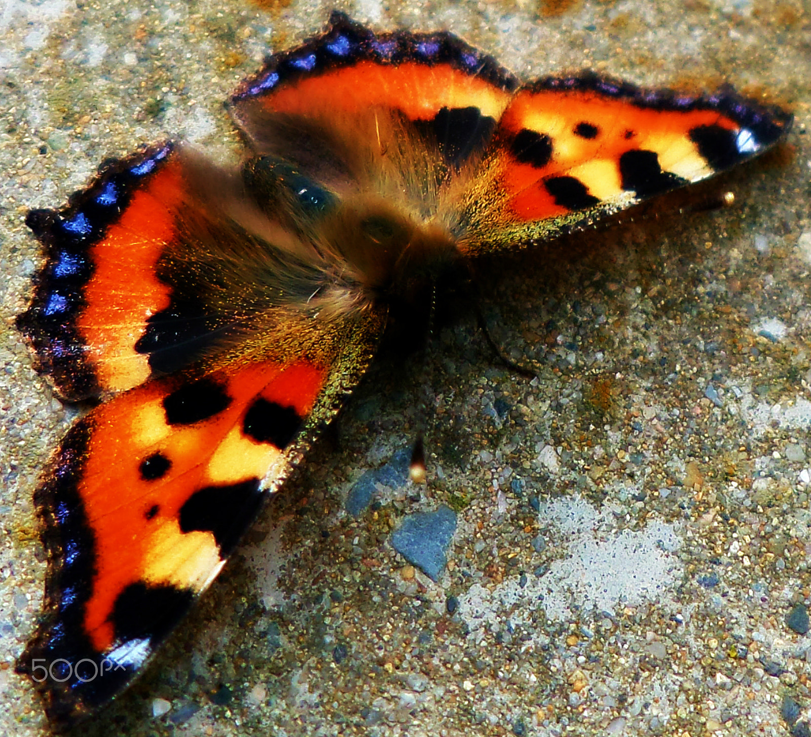 Samsung WB30F/WB31F/WB32F sample photo. Butterfly, butterfly. photography