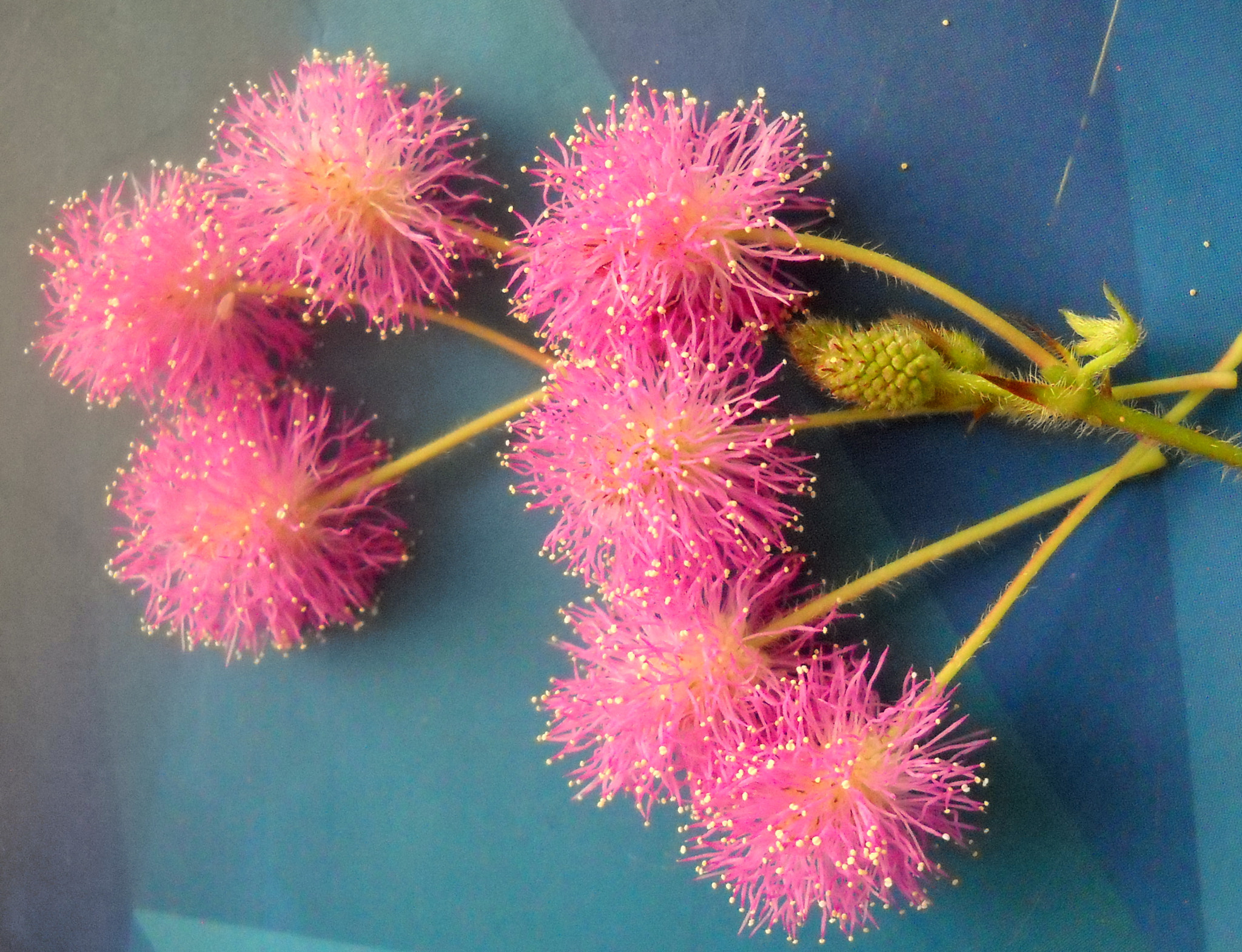 Nikon Coolpix L20 sample photo. Wild pink tender flowers photography
