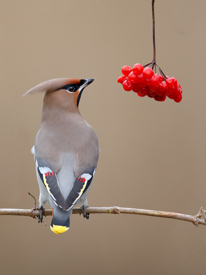 Canon EOS-1D Mark III sample photo. Waxwing  photography