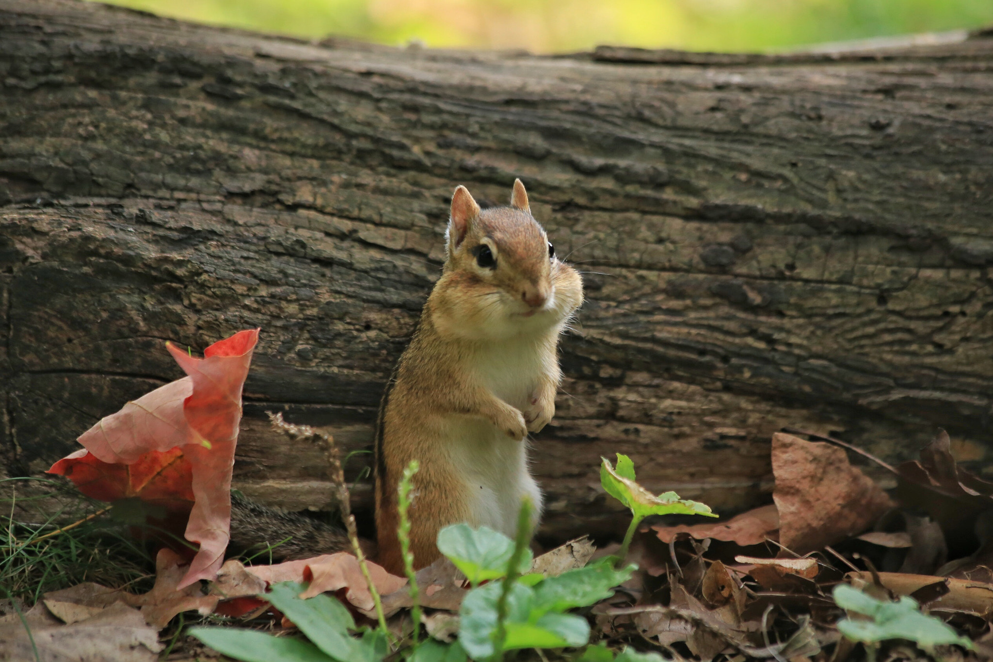 Canon EF 70-300mm F4-5.6 IS USM sample photo