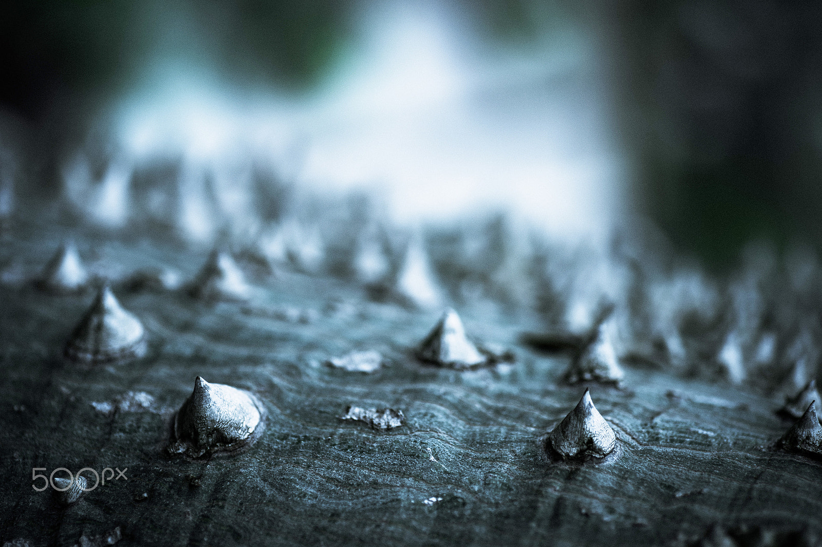 Nikon Df sample photo. Prickles tree photography