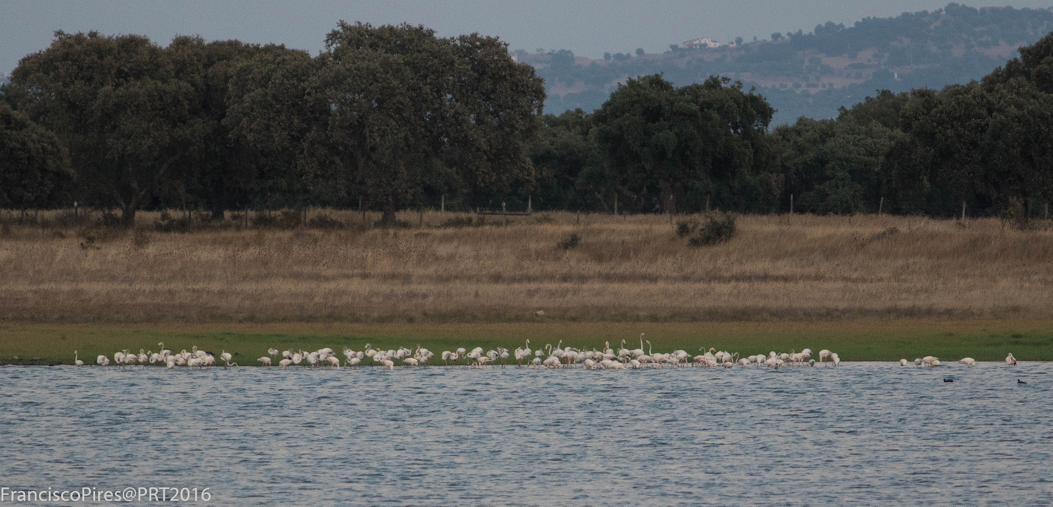 Canon EF 70-200mm F2.8L USM sample photo. Flamingos at dusk photography