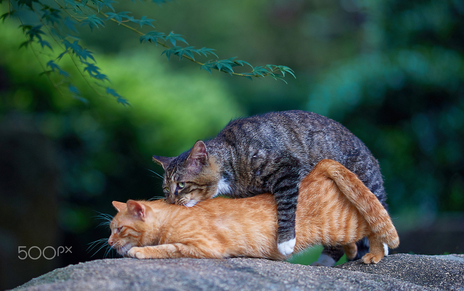 Sony Sonnar T* 135mm F1.8 ZA sample photo. Cat health event photography