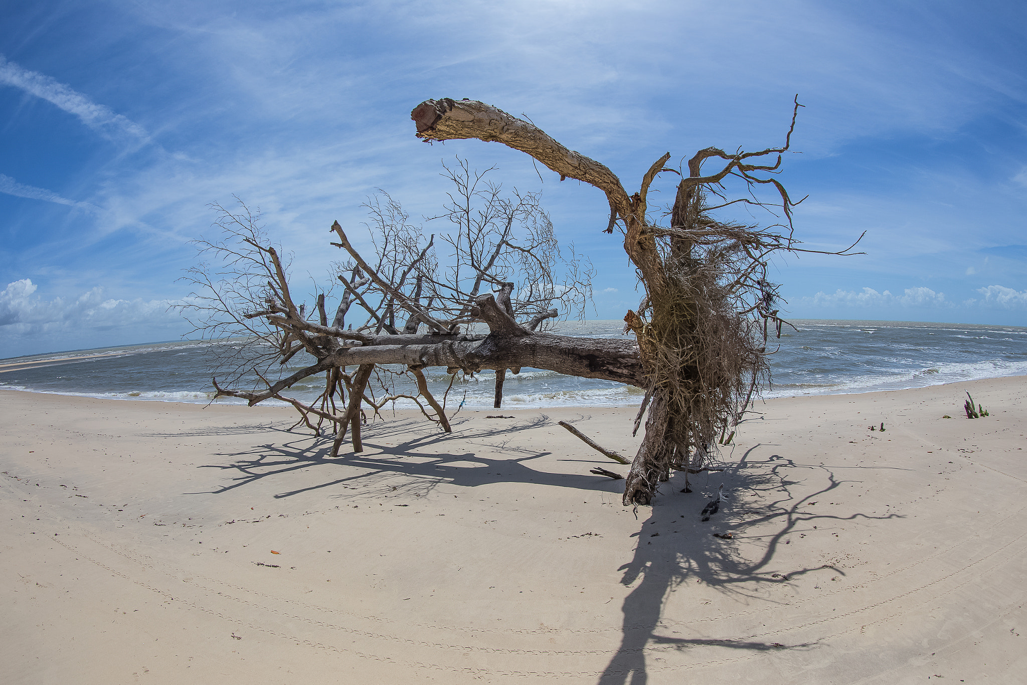 Canon EOS 6D + Canon EF 8-15mm F4L Fisheye USM sample photo. Raízes ao vento photography