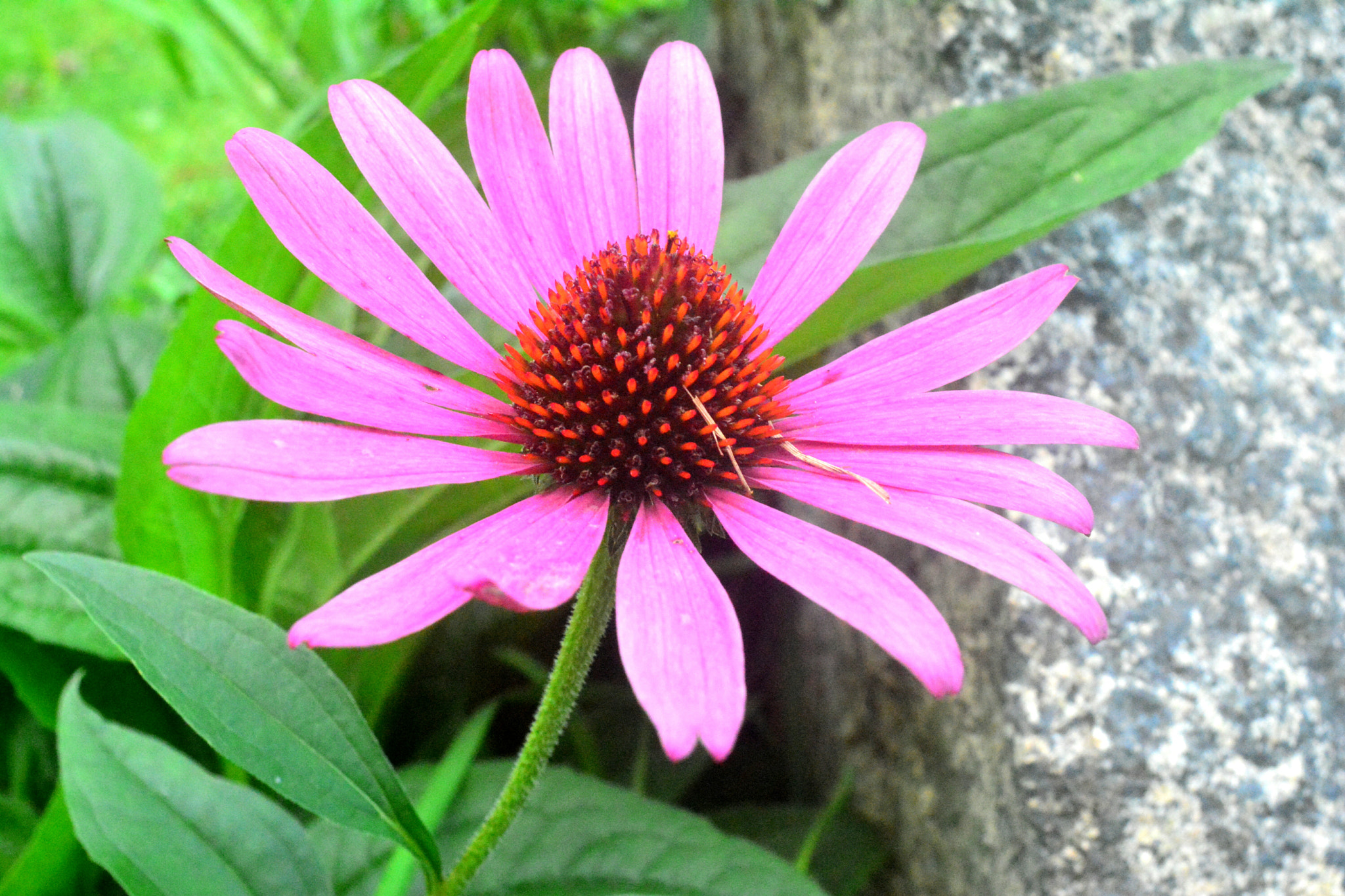 Manual Lens No CPU sample photo. Late summer wildflower photography